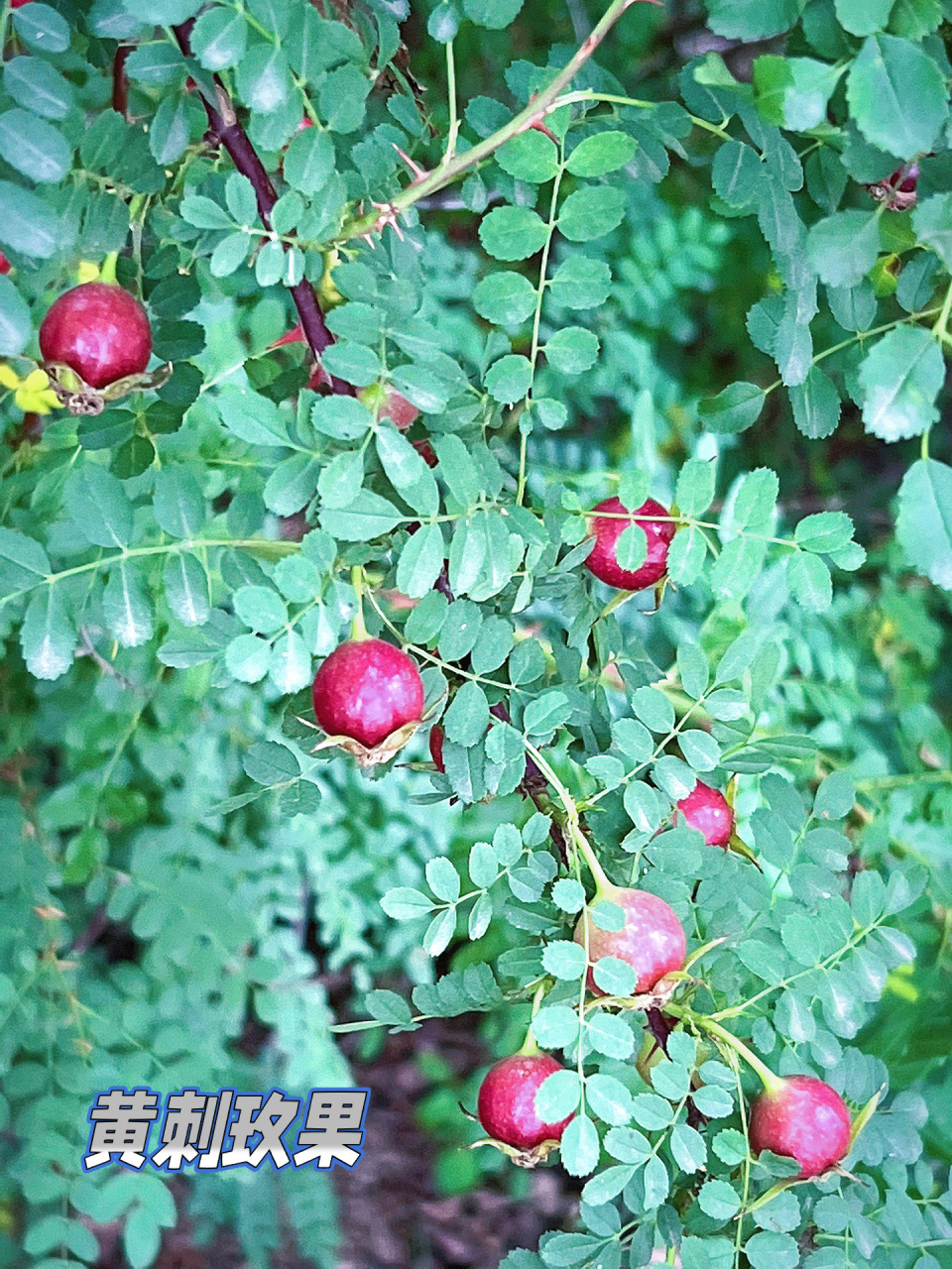 黄刺玫果实