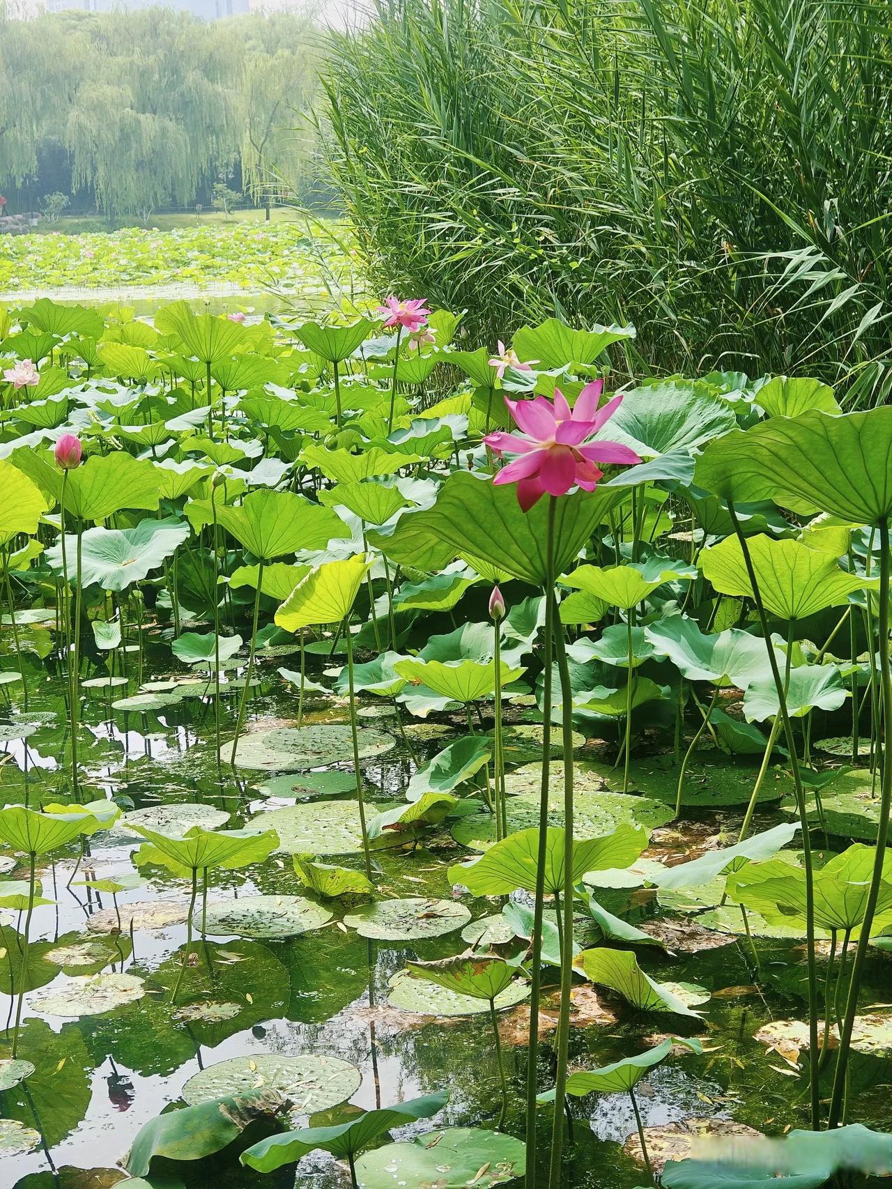 这里就是紫竹院公园的荷花渡,竹林沙沙作响,荷花随风摇曳,坐上摇橹