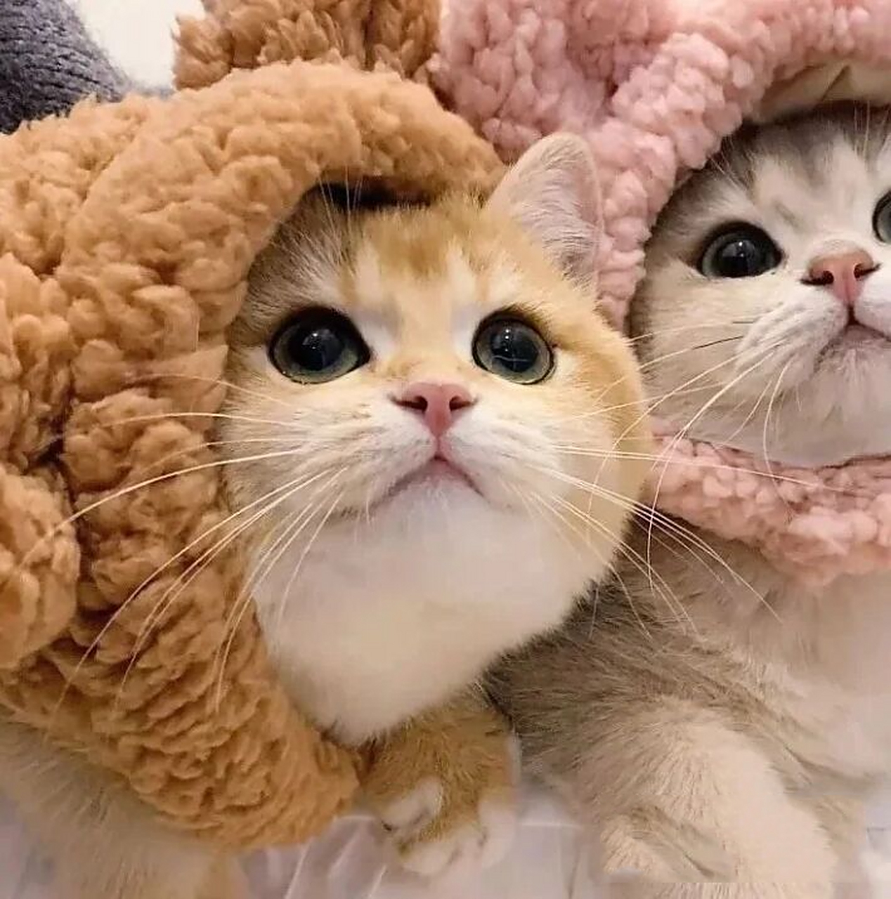 十分可爱的小动物,闺蜜头像