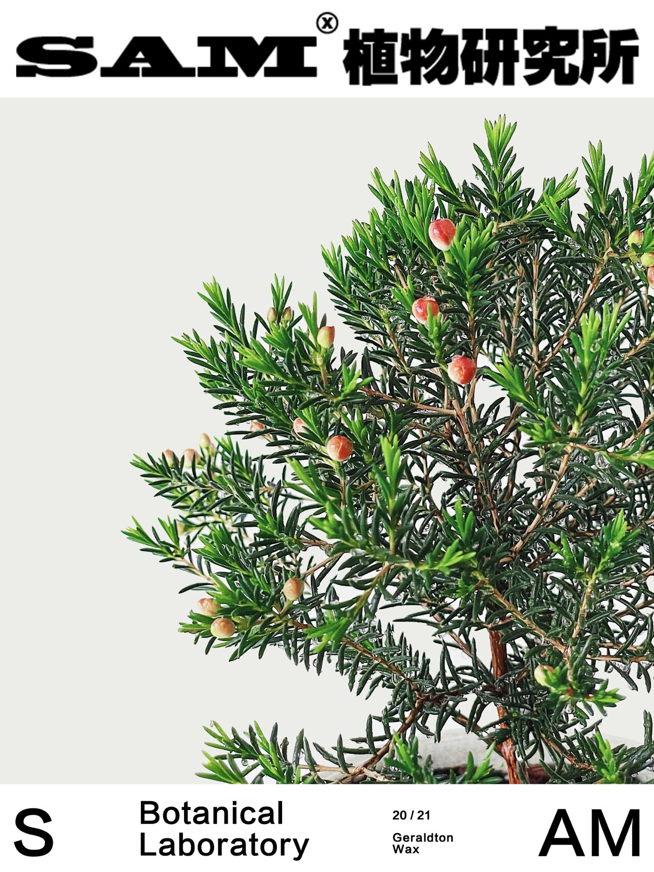 澳洲腊梅|geraldton wax