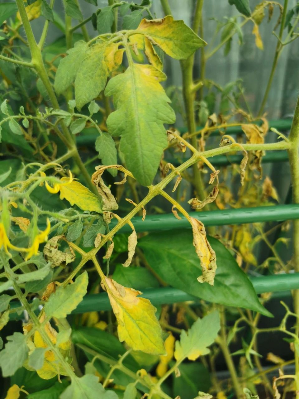 番茄黄叶怎么回事 最近发现番茄黄叶,然后干叶了不知道怎么回事,水是