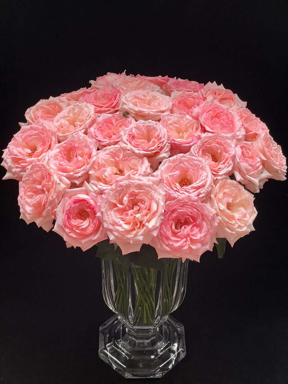 乔伊斯玫瑰 今天,给大家分享一款大头玫瑰,来自梓恒基地的乔伊斯玫瑰