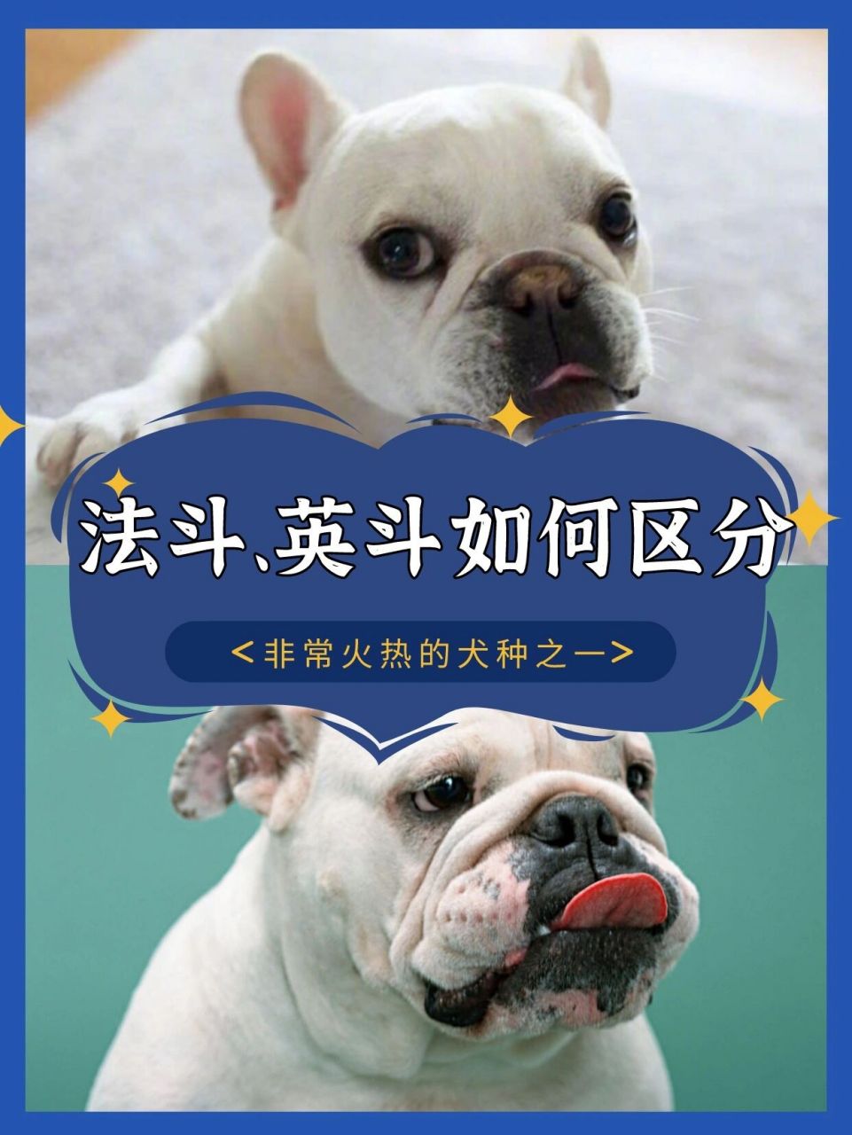 04如何区分法斗与英斗 斗牛犬是非常火热的犬种之一,凭借着其丑萌丑