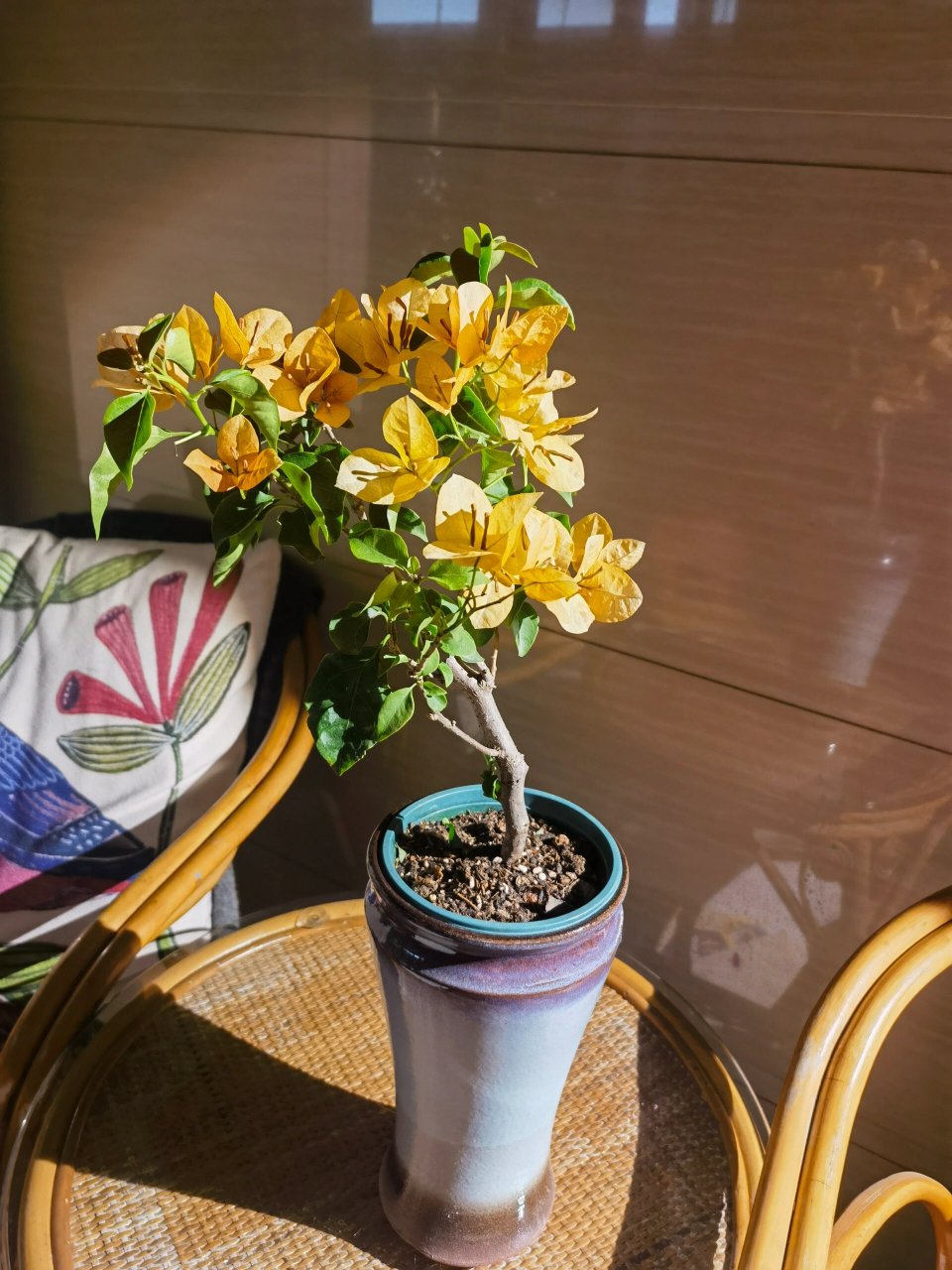 柠檬黄三角梅 初花,颜色有点深 最后两张图是两个月前的花后期,淡淡的