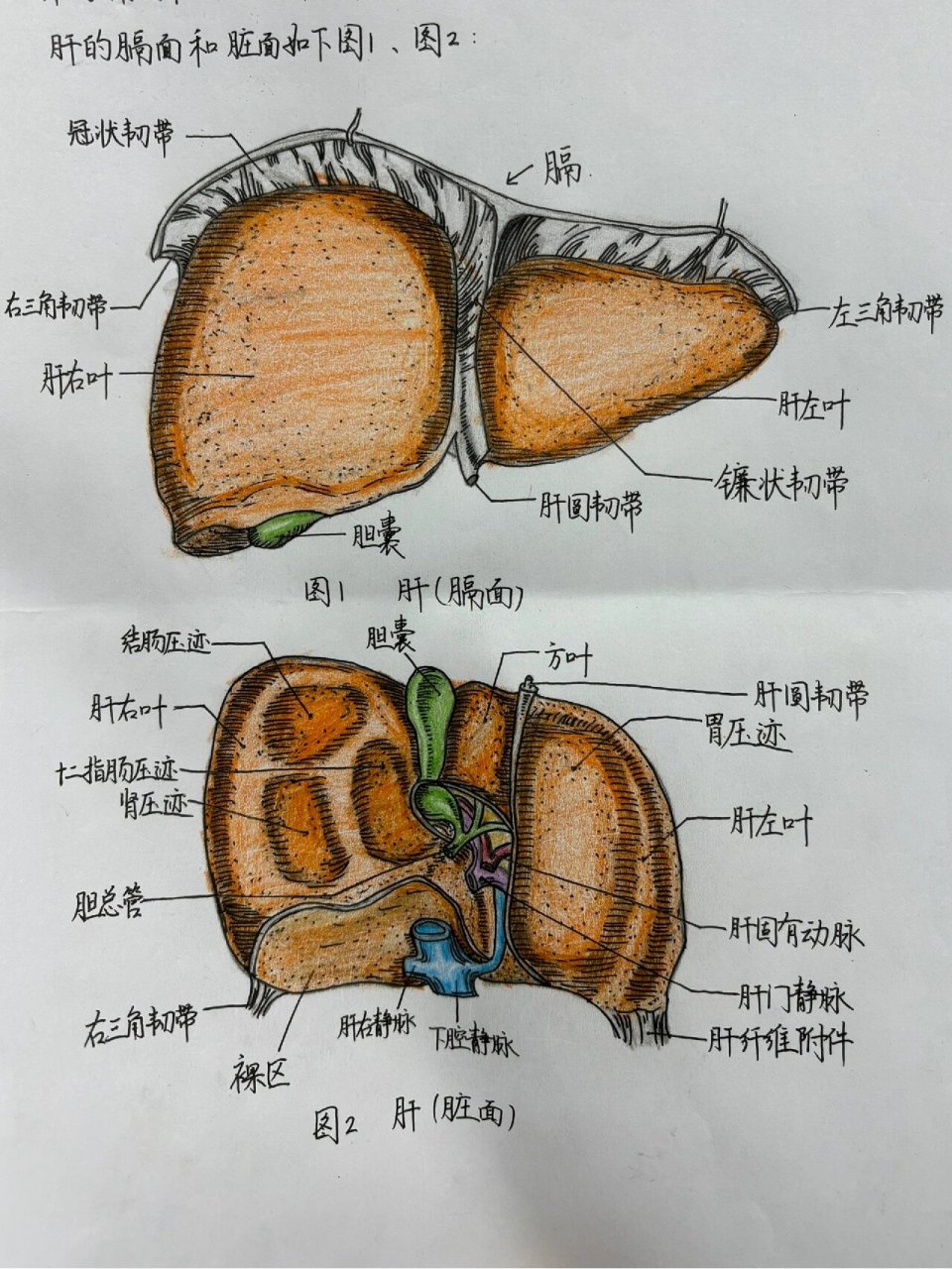 解剖学手绘|肝的膈面和脏面 今日完成系统/人体解剖学绘图作业:肝的膈