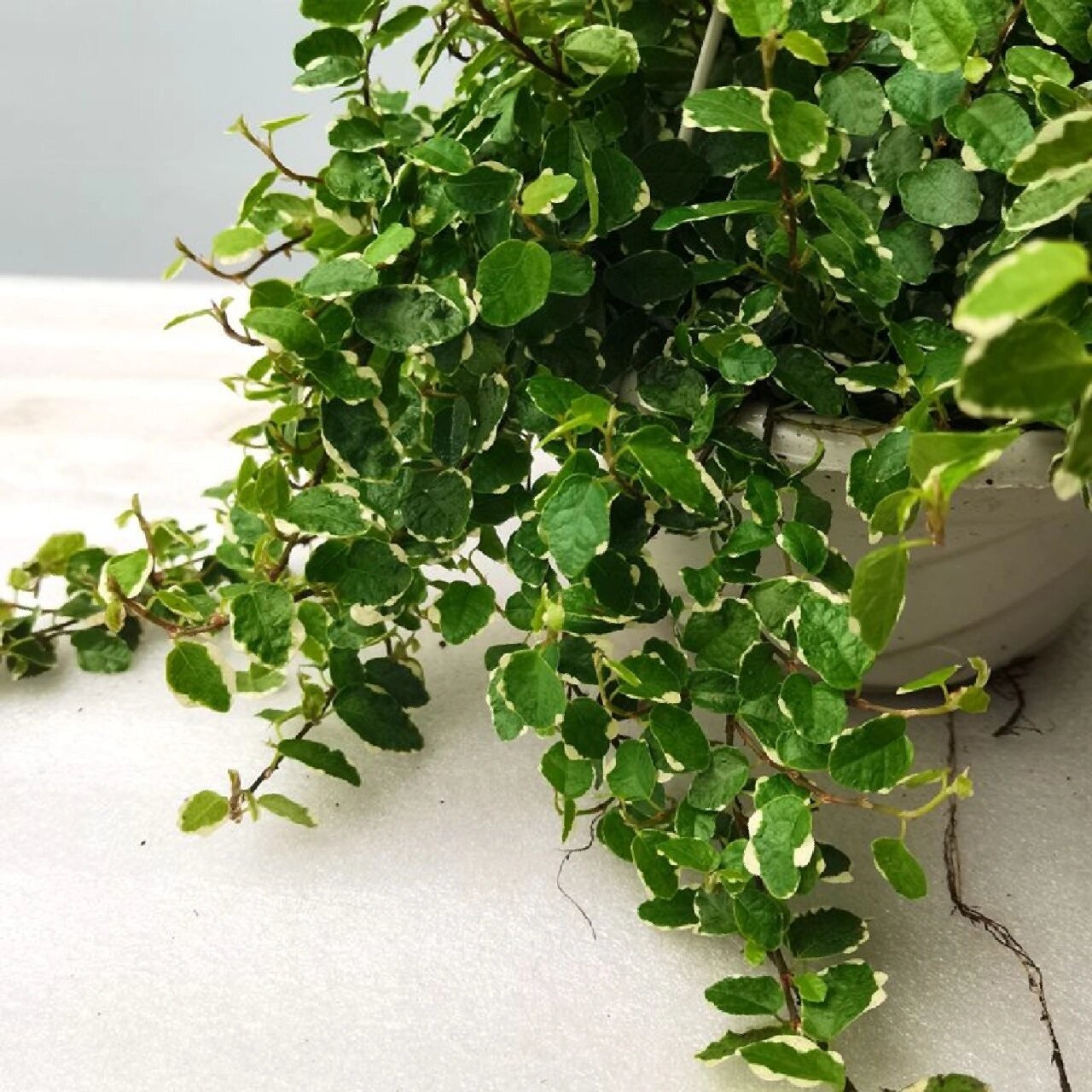 花境植物第207弹——花叶薜荔 花叶薜荔为桑科榕属,别名斑叶薜荔,雪荔