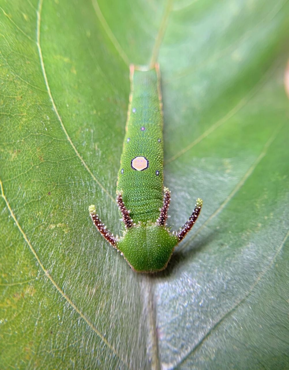 小青龙93～ 某种蛱蝶的幼虫～#小青龙# #毛毛虫# #蝴蝶# #昆虫