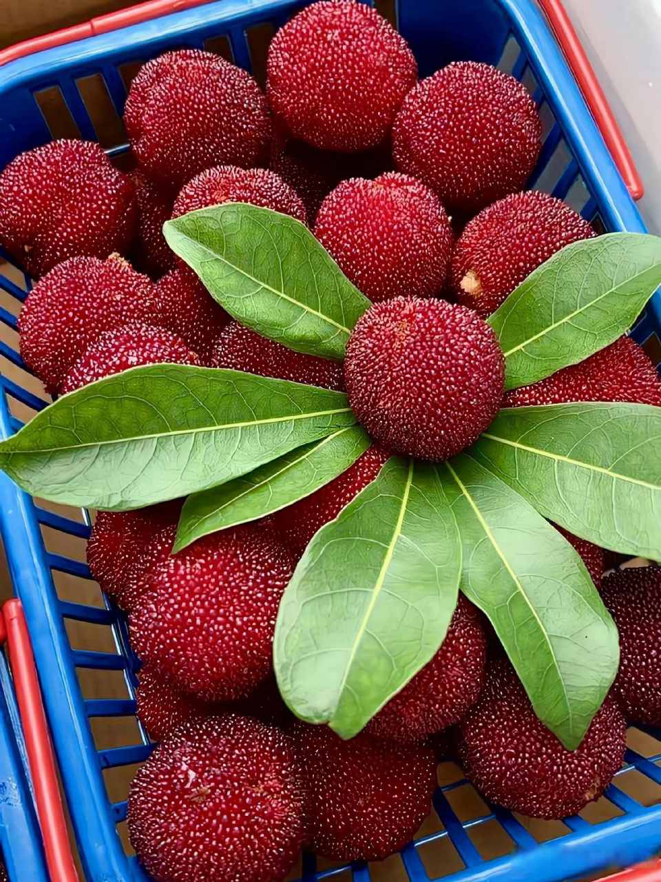 它呈现暗红的小球形状,果肉酸甜可口.