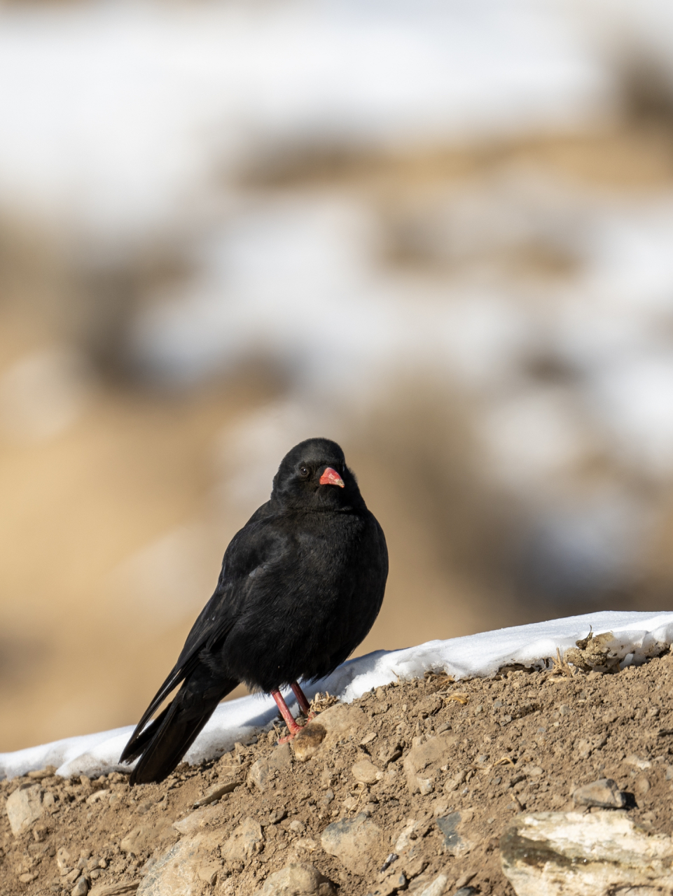 一夫一妻制的红嘴山鸦 这是昨天加新的第三种鸟.