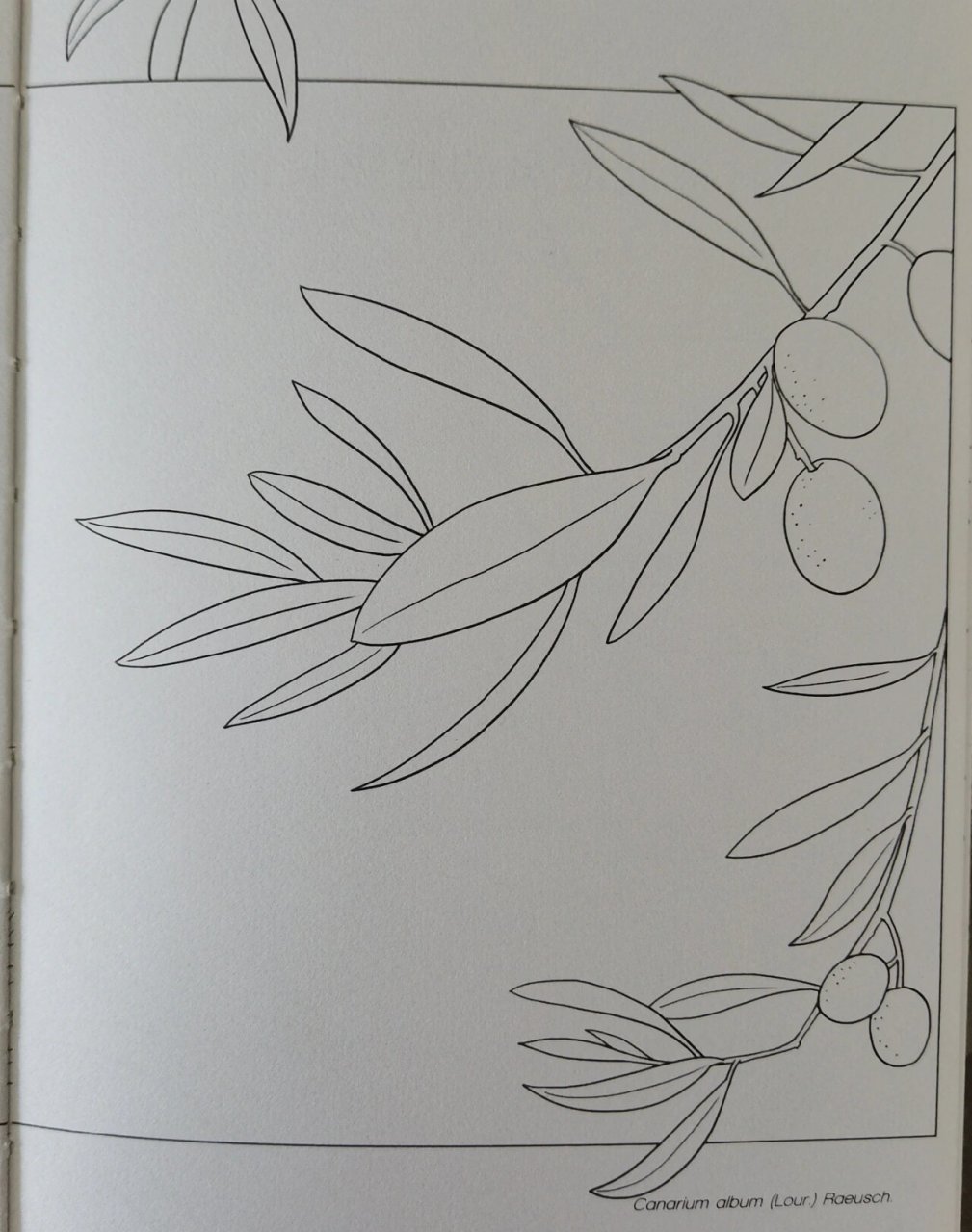 零基础 控笔练习|橄榄树手绘|临摹好书 控笔练习,练线条,坚持每日一练