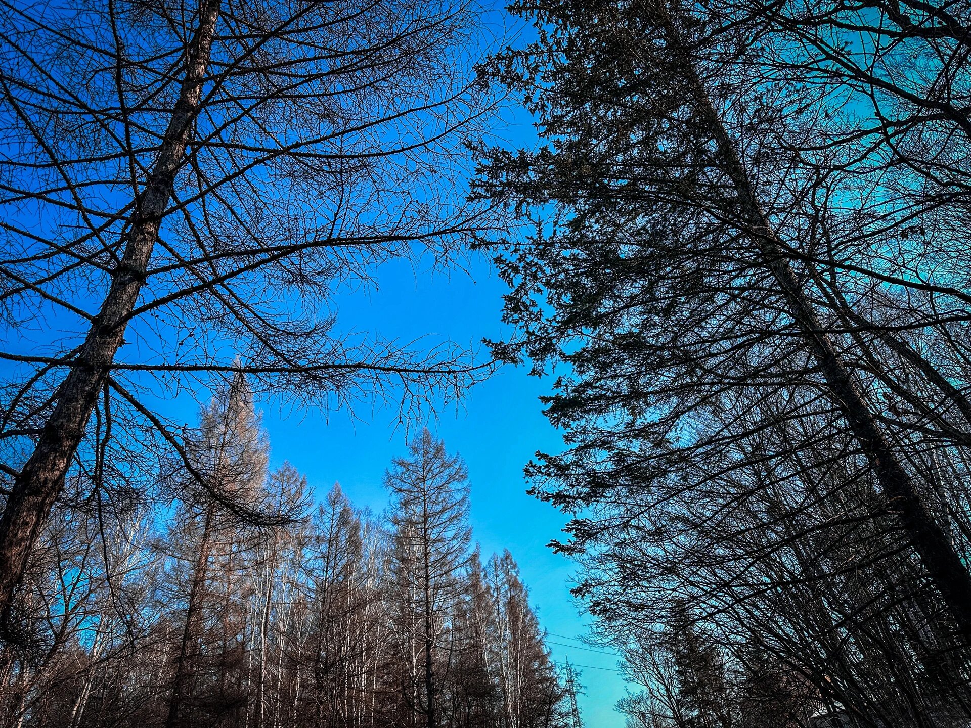 雾凇岭7815|雾凇是天空留给冬天最美的文案