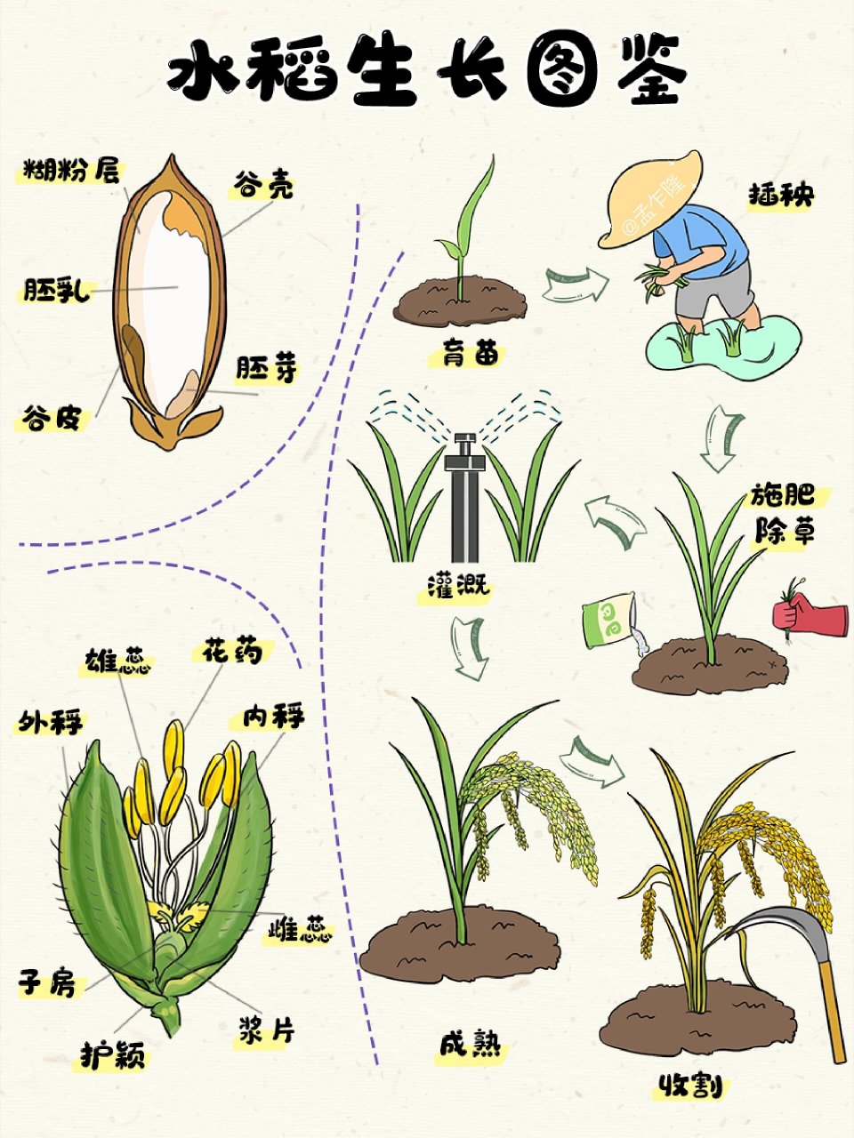 �让我们一起走进大米的一生,看看它是怎么生长,怎么变成我们碗里的