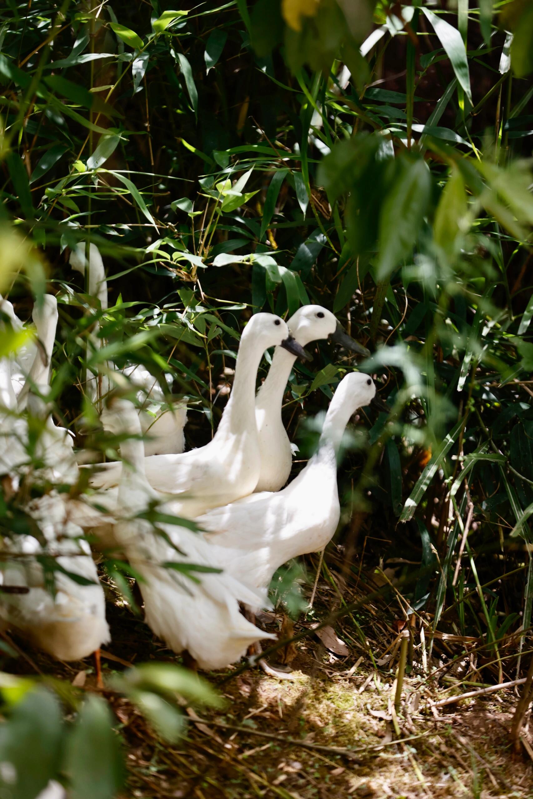 连城白鹭鸭,自然本味,全国唯一药用鸭97