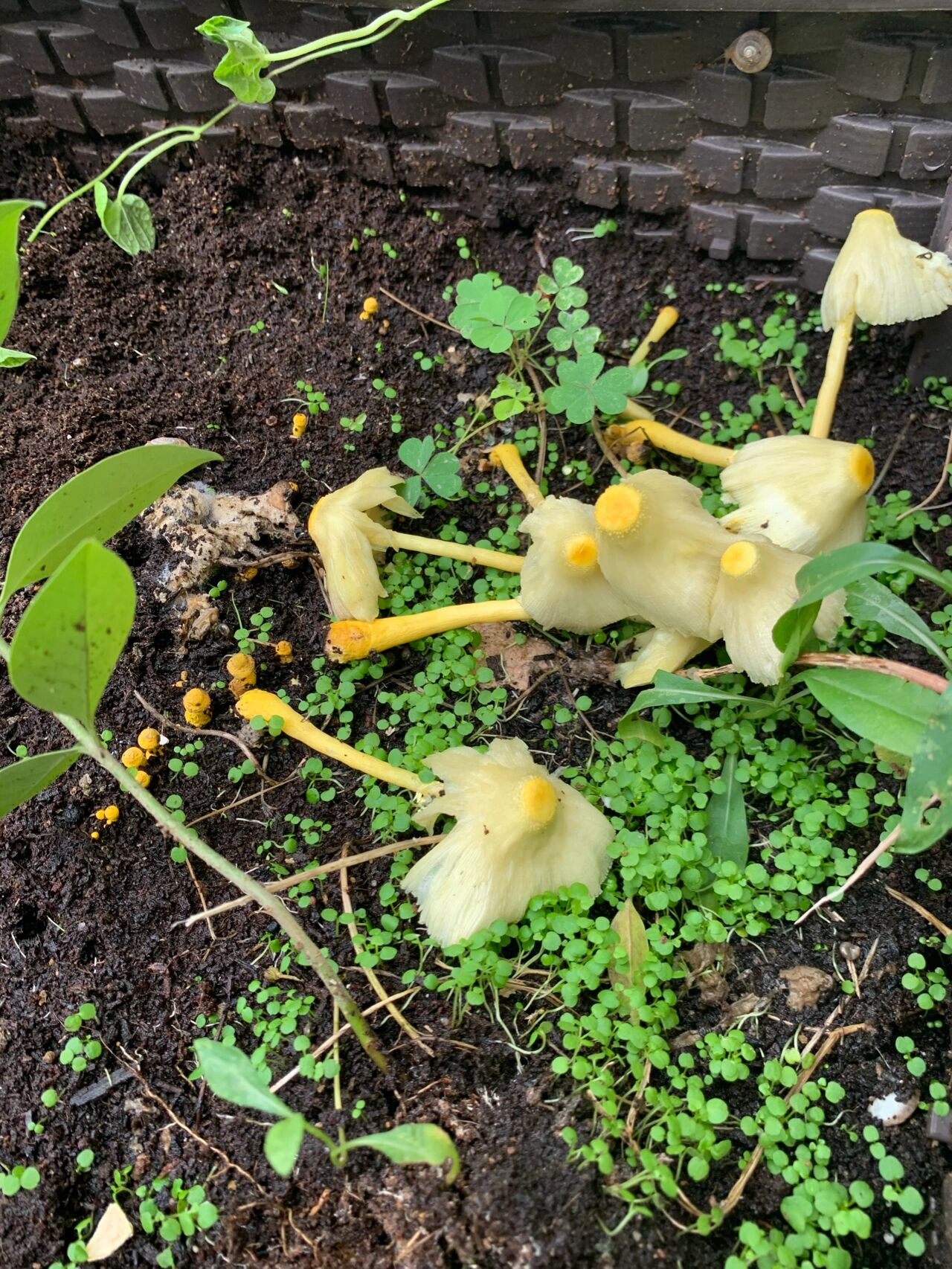 花盆里长出黄蘑菇图片