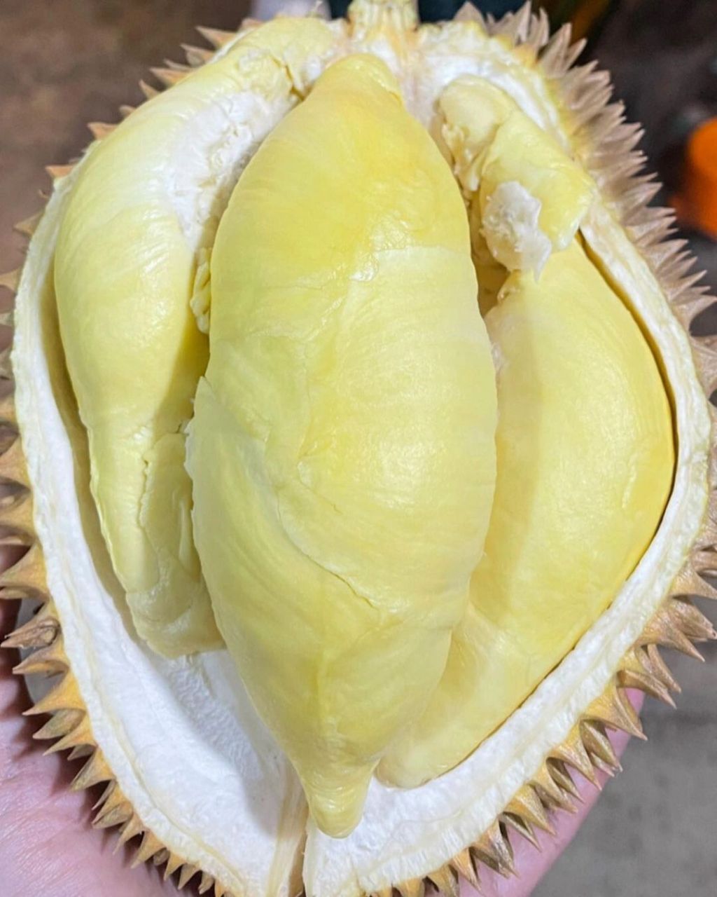 这颗金枕榴莲,掰开全是肉,简直"a"爆了!新货等您来约