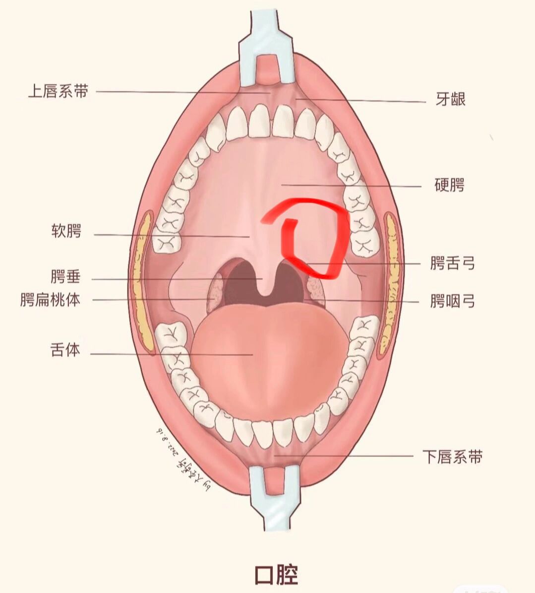 嘴巴上颚肿痛 这个地方肿了怎么回事啊是智齿吗怎么消肿消肿之后可以