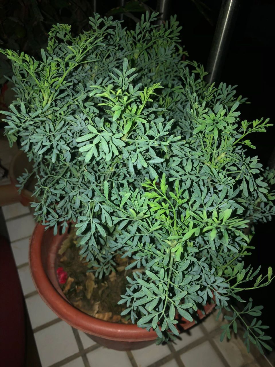 臭草绿豆海带糖水 市场买了盆臭草13 摘了几根煲糖水 小时候的味道