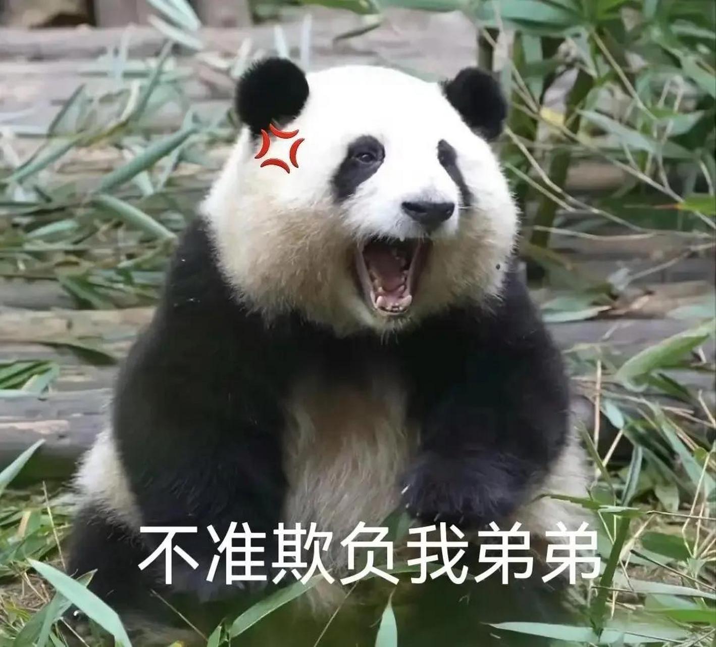 如下图所示:大熊猫花花说:不准欺负我弟弟!