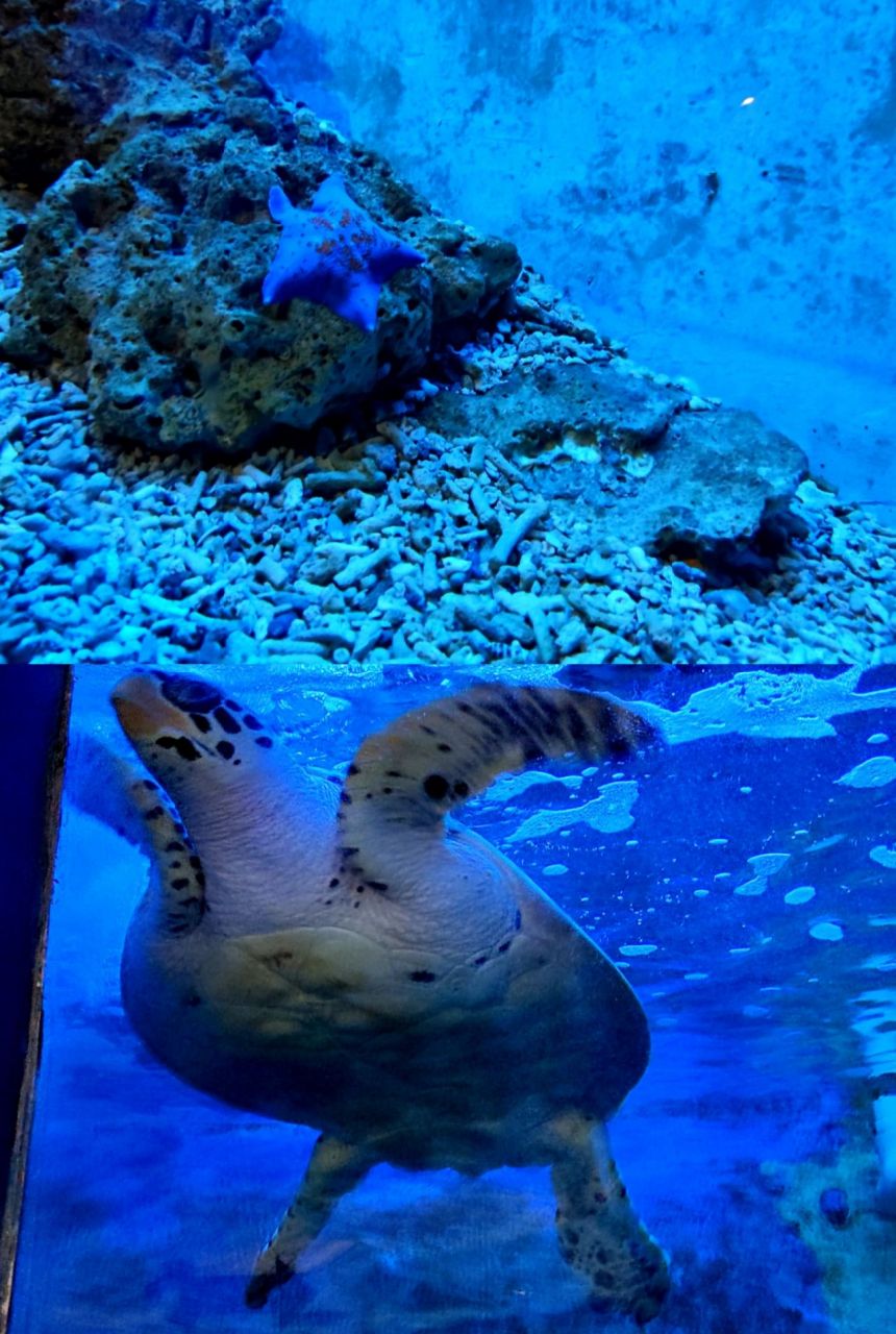 柳州动物园 柳州打卡地点"柳州动物园" 入园之后,在里面还有一个地方