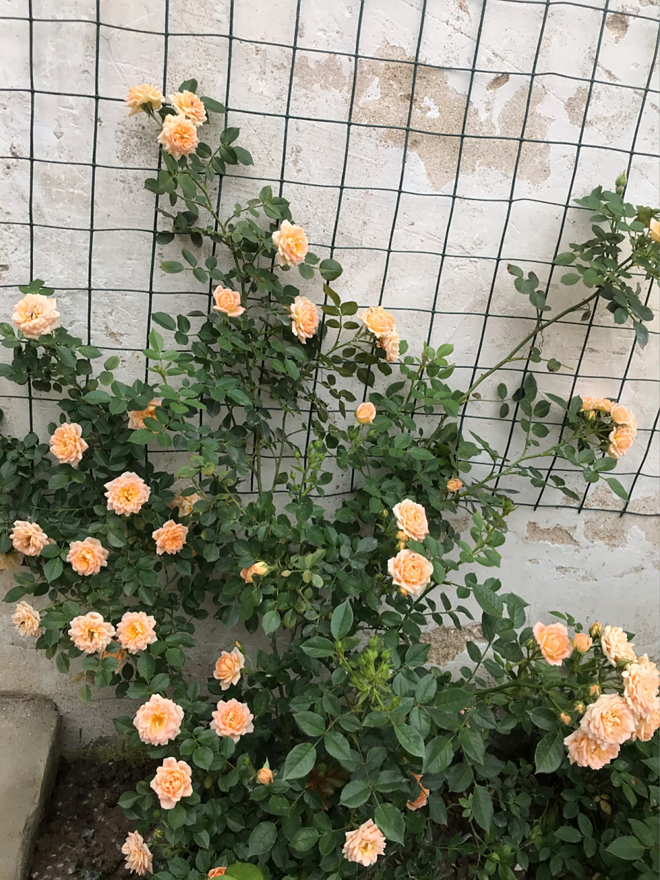 甜梦月季 后悔入手的月季之一甜梦.花是真的小.爆花确实是爆花.