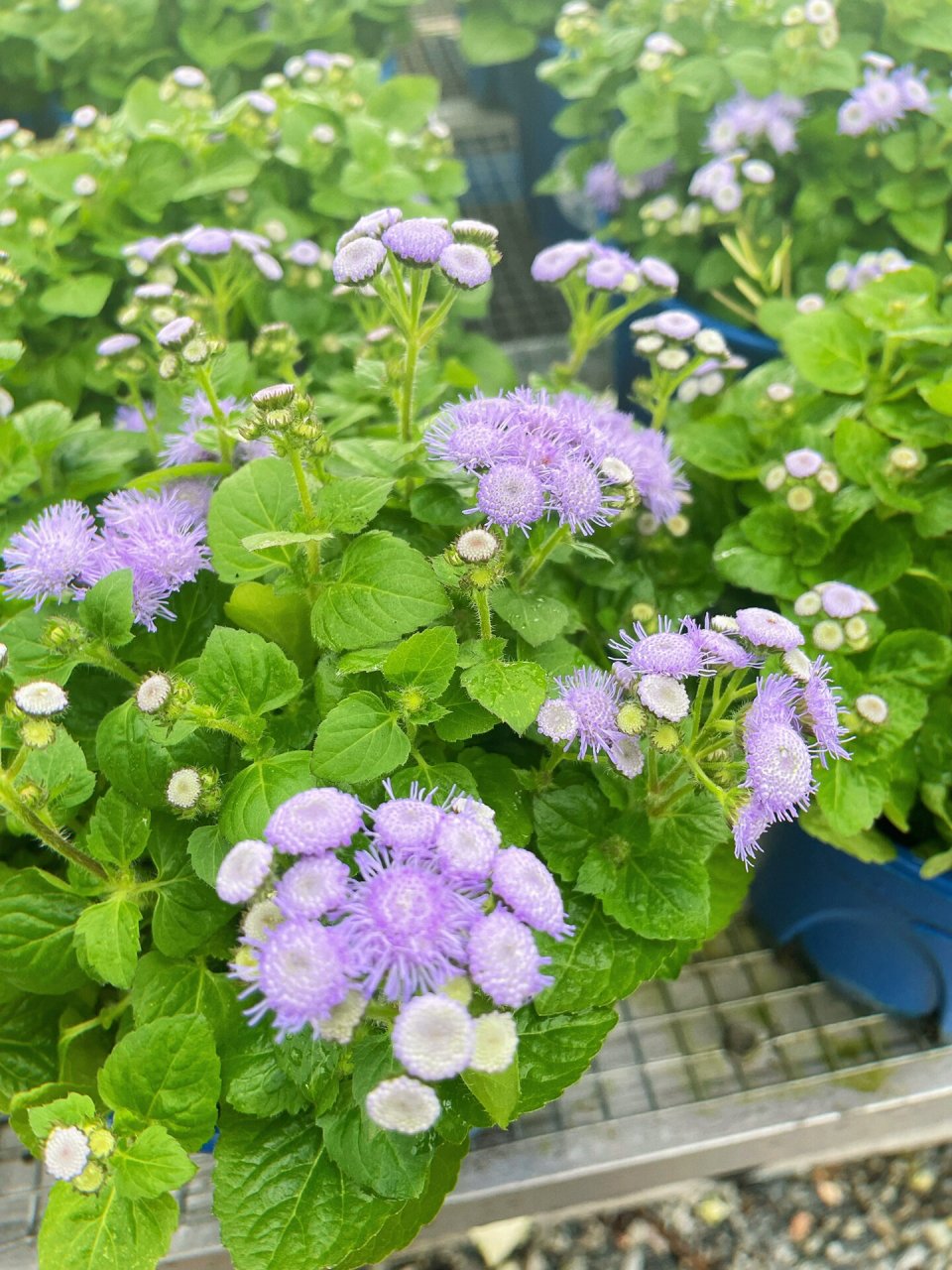 熊耳草又名叶藿香蓟 	 熊耳草,毛茸茸的小熊耳朵. 有没有很可爱?