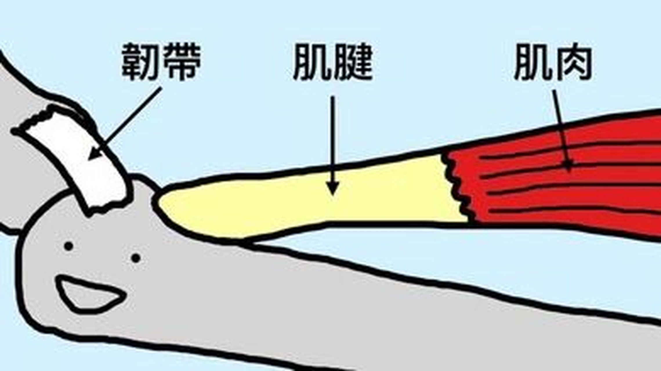 肌腱有弹性,基本是肌肉的延伸,很结实;韧