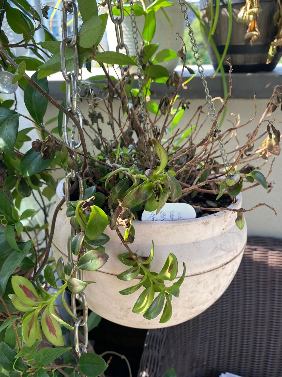 金鱼吊兰是怎么了 水浇多了? 最近一直掉叶子 还枯了