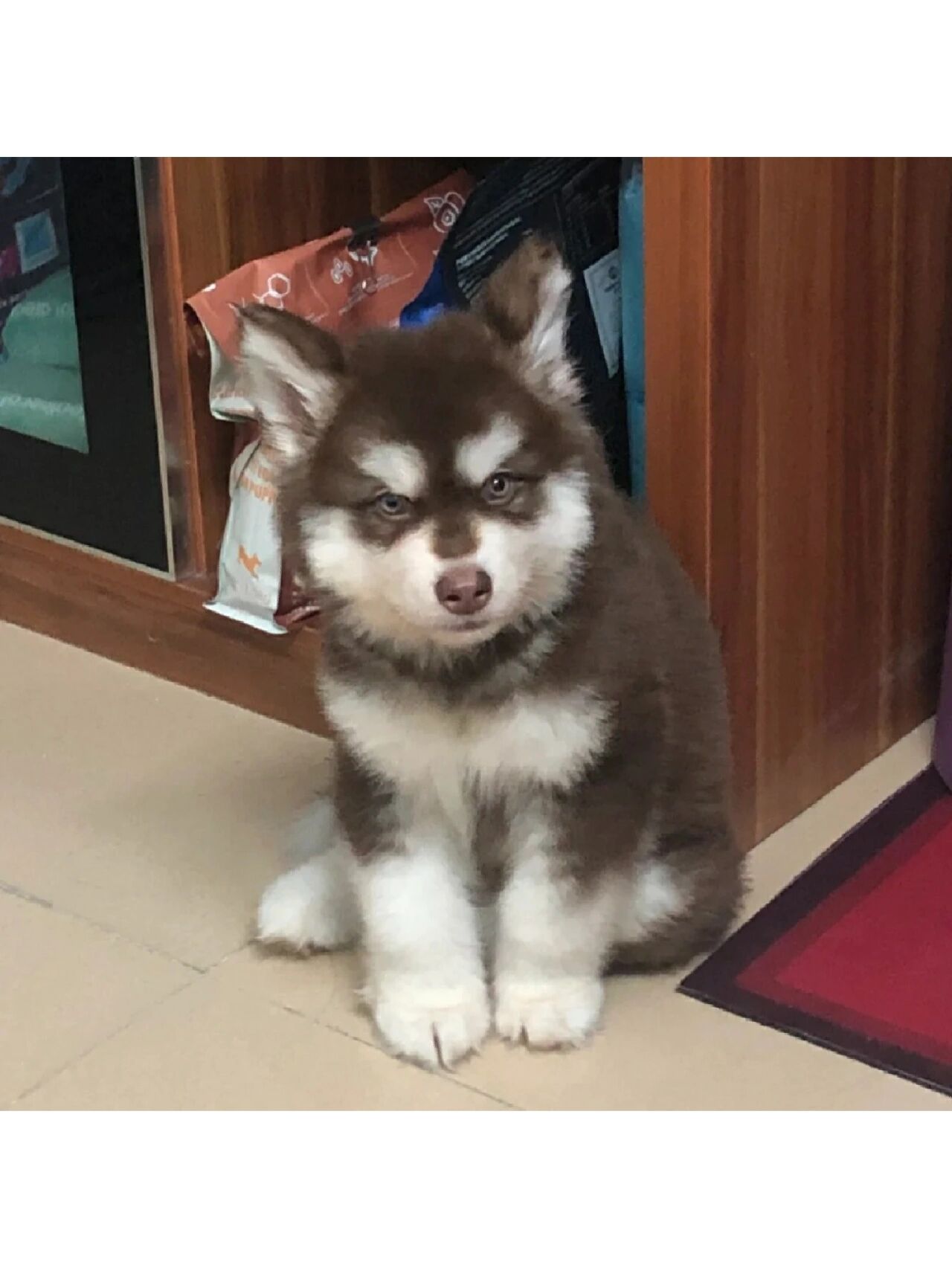阿拉斯加带回家纯种幼犬799一只