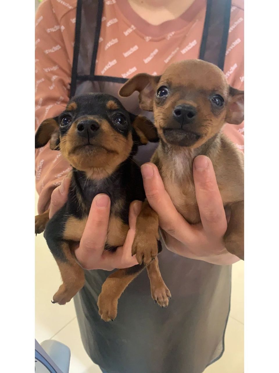 小小鹿犬 小鹿犬,又称鹿娃犬,迷你杜宾犬,是一只可爱的小型犬 小鹿犬