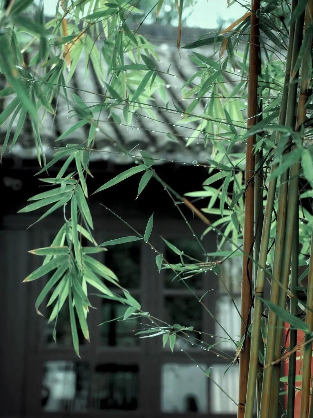 清晨醒来听到窗外淅沥沥的声音下雨了