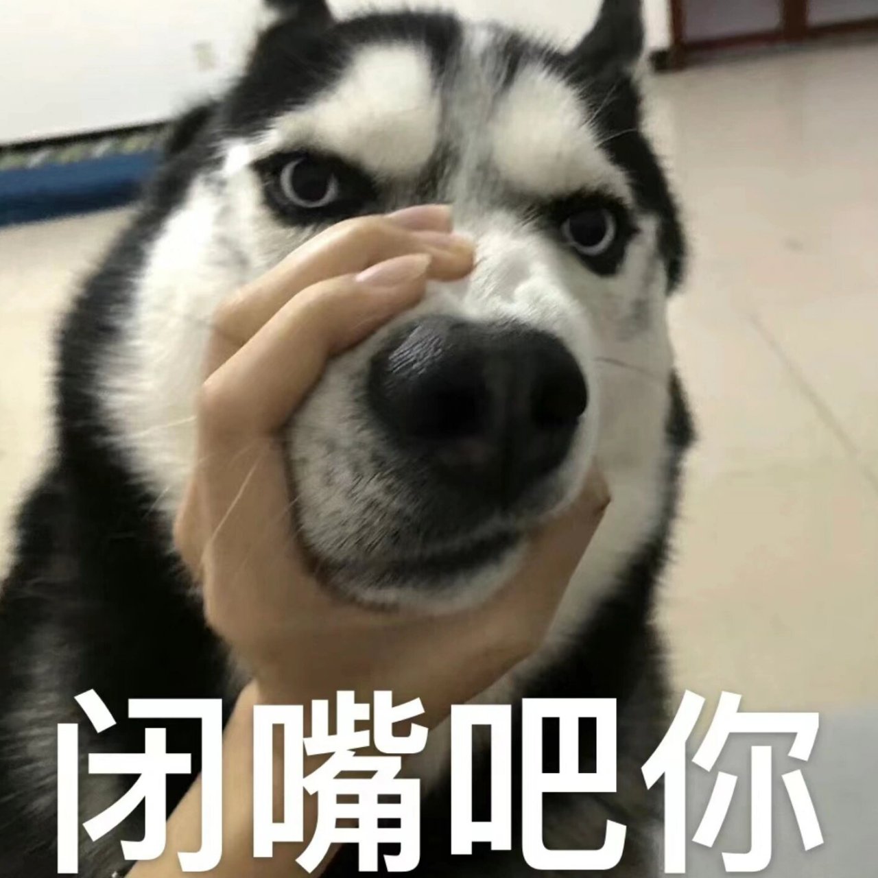 哈士奇系列表情包 二哈斗图,永远不输