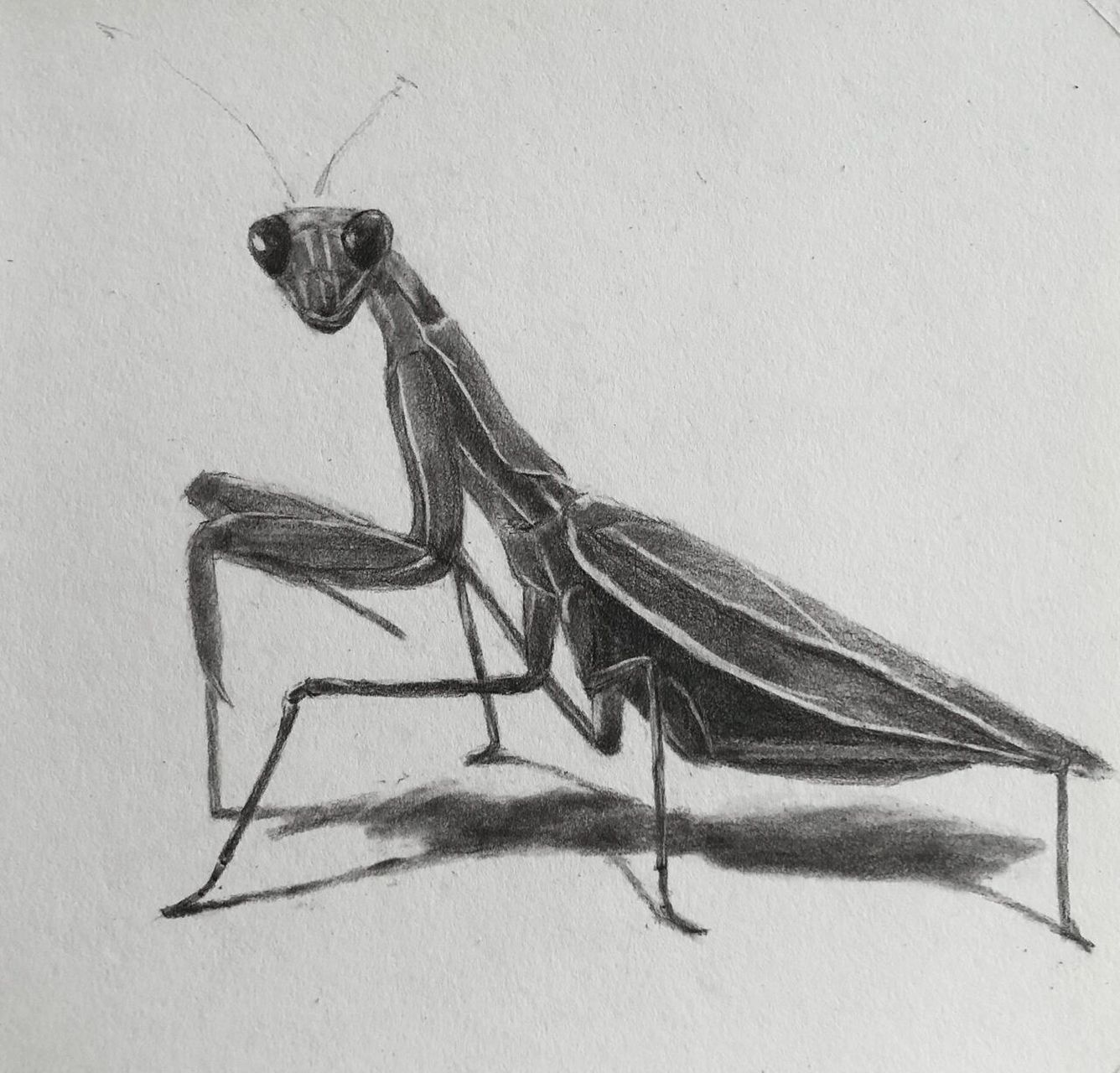 【素描】———螳螂