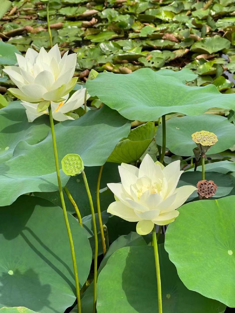 看图写话 夏日荷花 夏天,荷花池中长满了绿绿的荷叶,好像一个个碧绿的