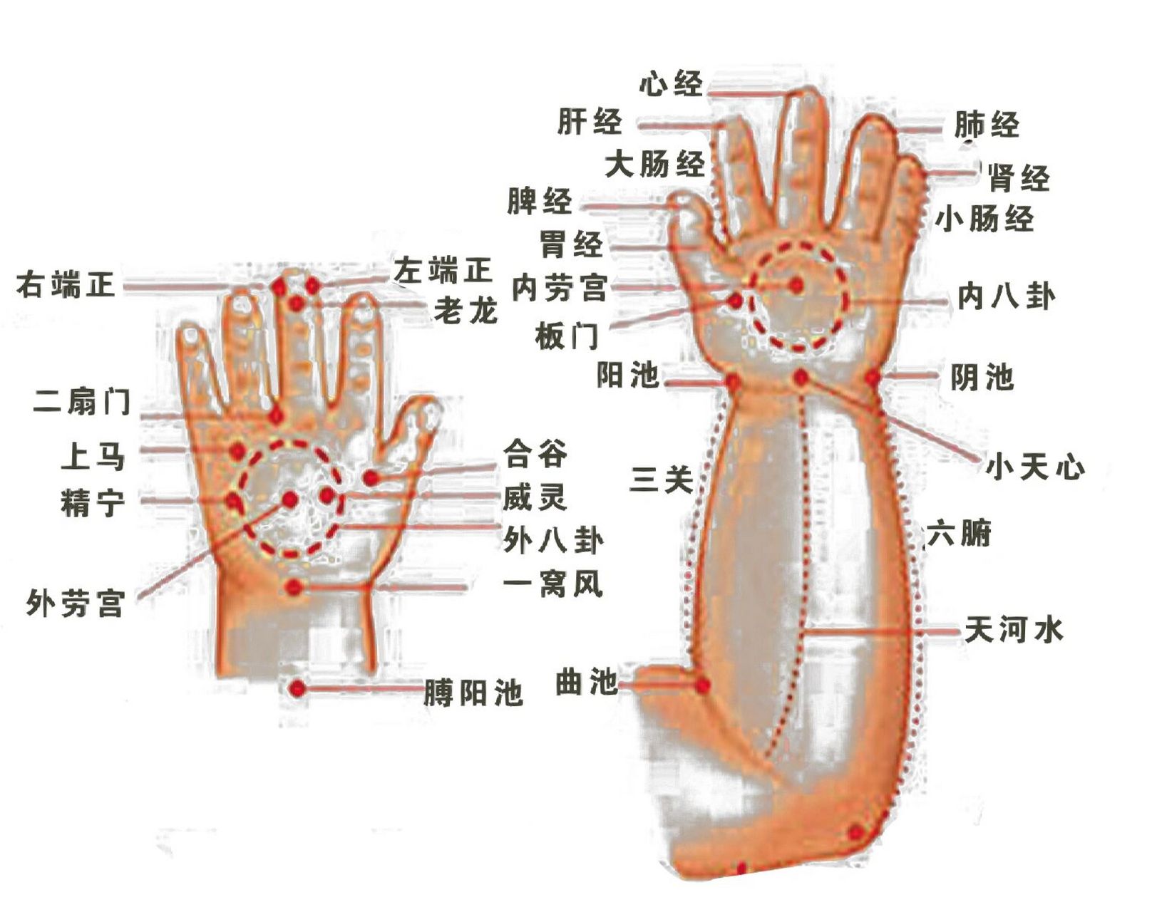 中医经络穴位:《手部,手臂穴位手绘图》 手的穴位主要是手三阴,手三阳