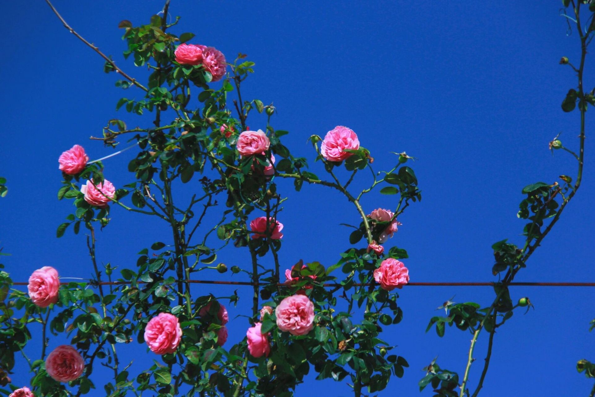 贵阳花溪区云顶花海 一定要挑好天气去,这个云顶花海加上蓝天白云真的