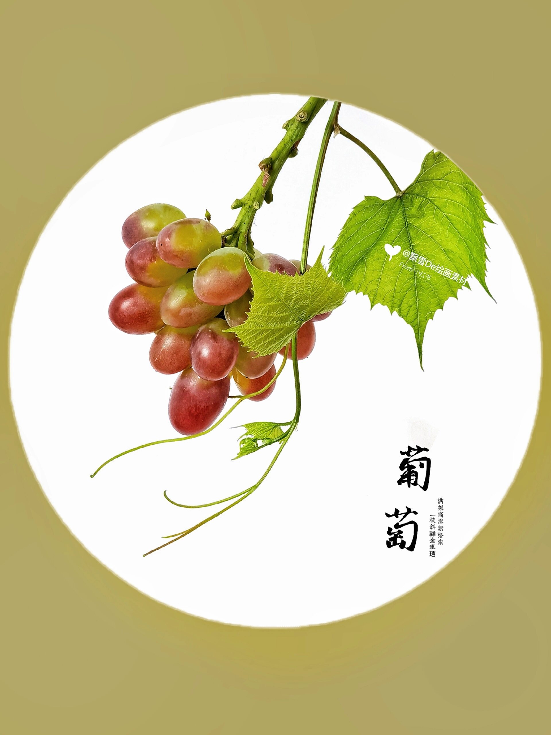 绘画素材178:国画风葡萄,硕果.@良性生长的动态