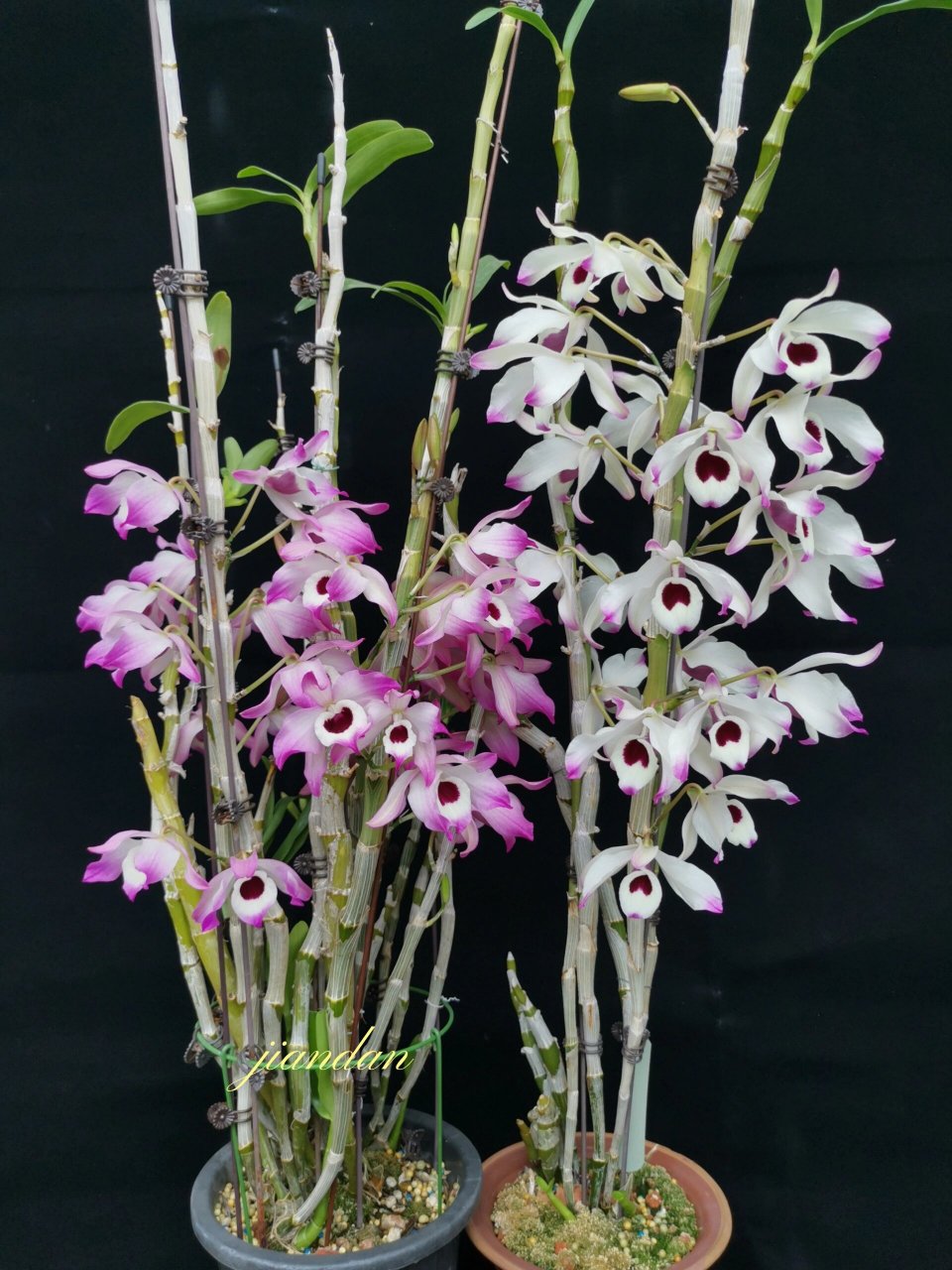 nobile 金钗石斛,几棵正在开花金钗,比较喜欢这淡雅一点的,还是爱心