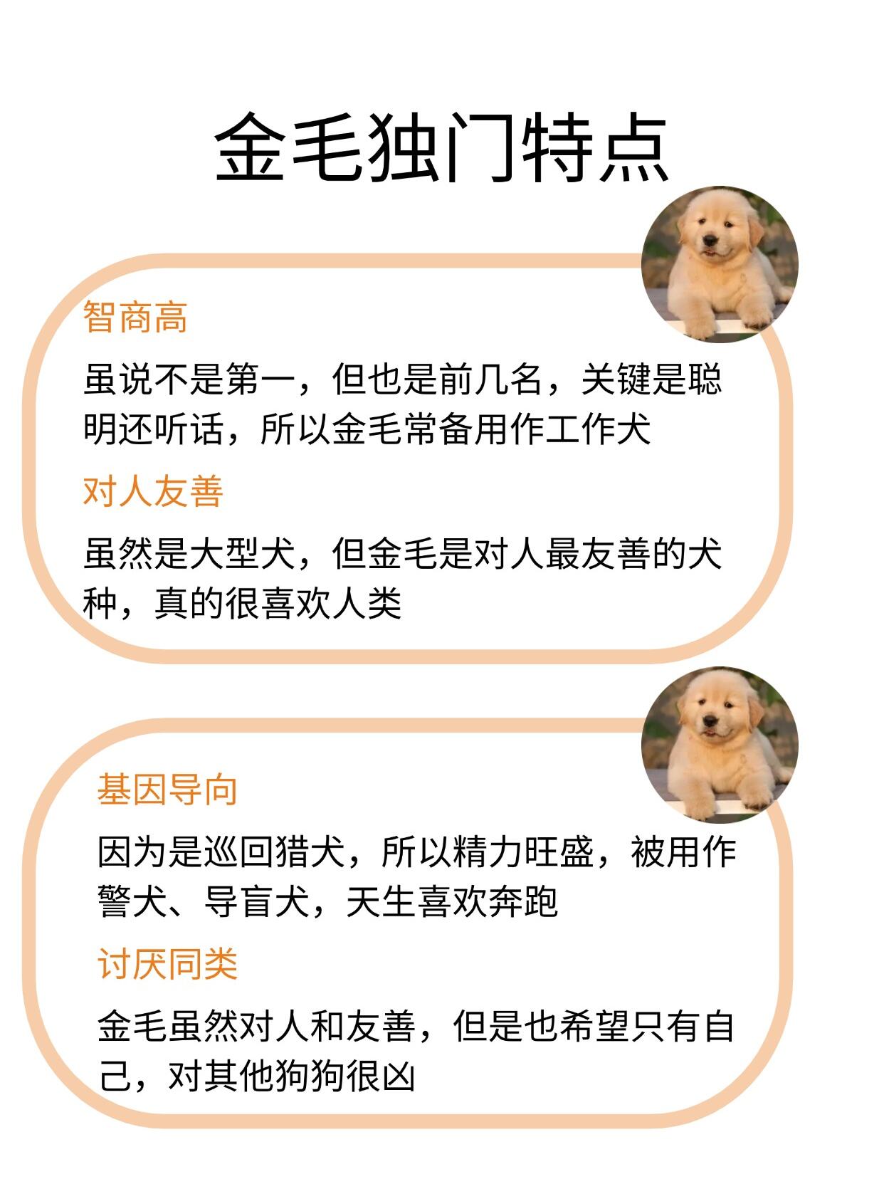 每天认识一种狗狗——金毛