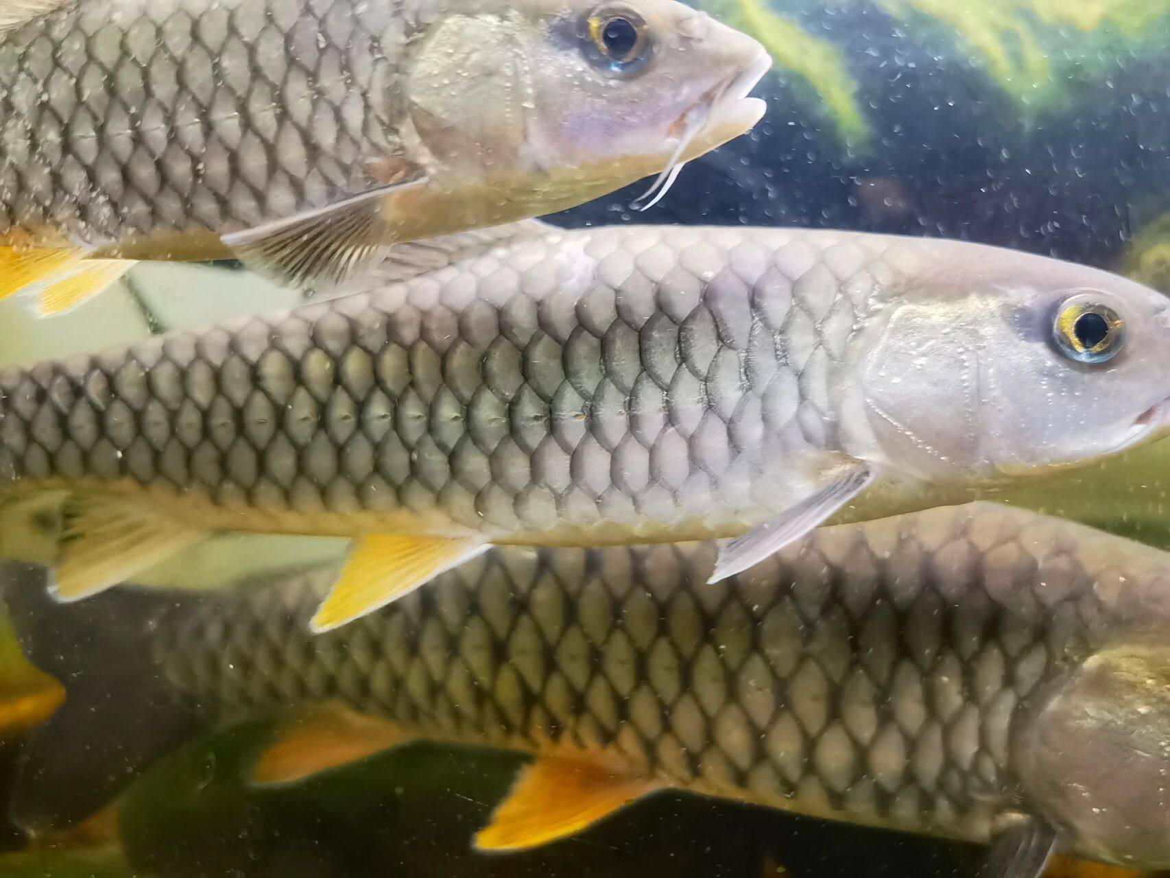 了解军鱼 军鱼我们称它为"溪流精灵";军鱼体表是青色的,体型稍微呈圆