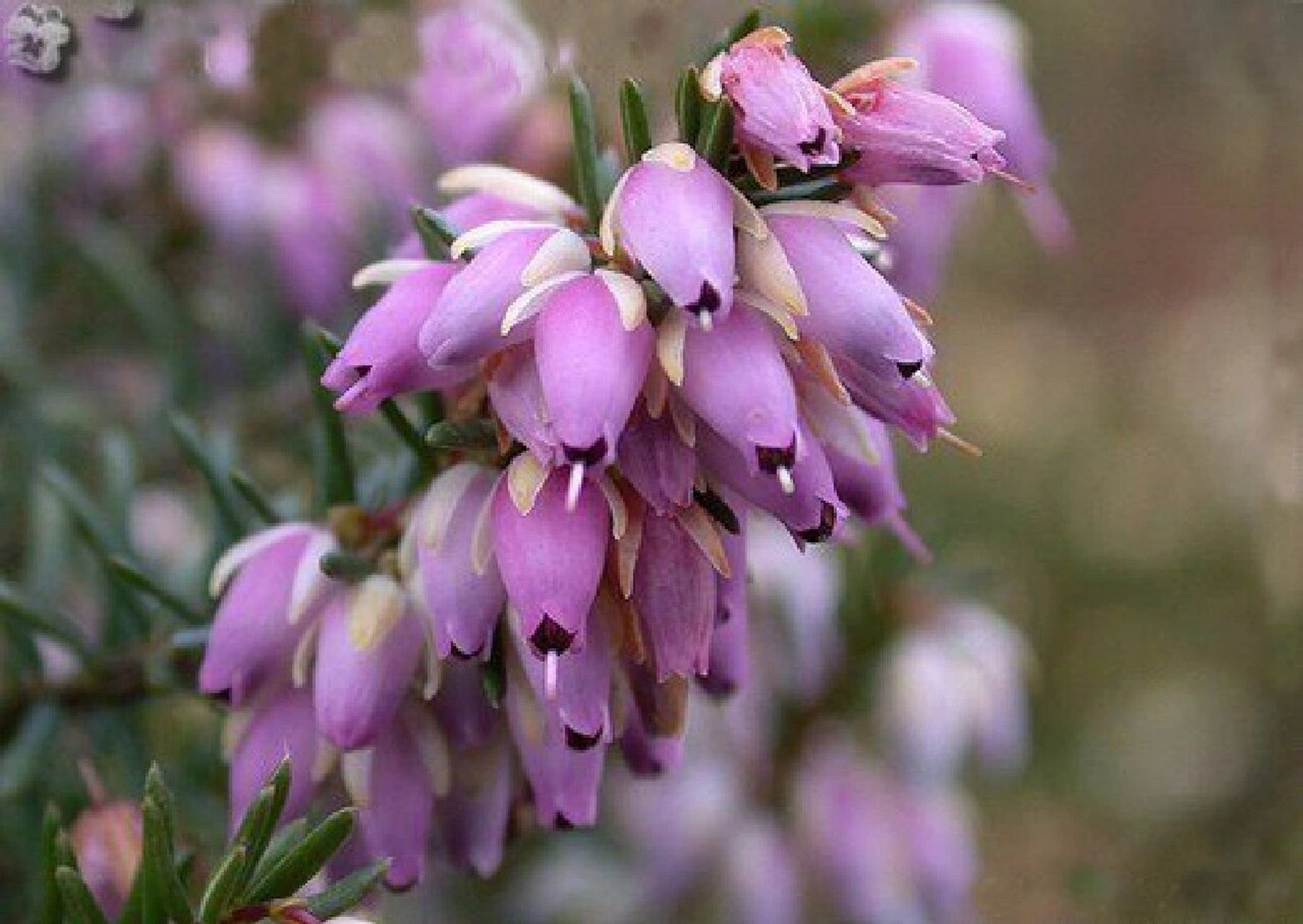 挪威国花-欧石楠,零下20度照样开花 冬天天气比较冷,今年感觉特别冷