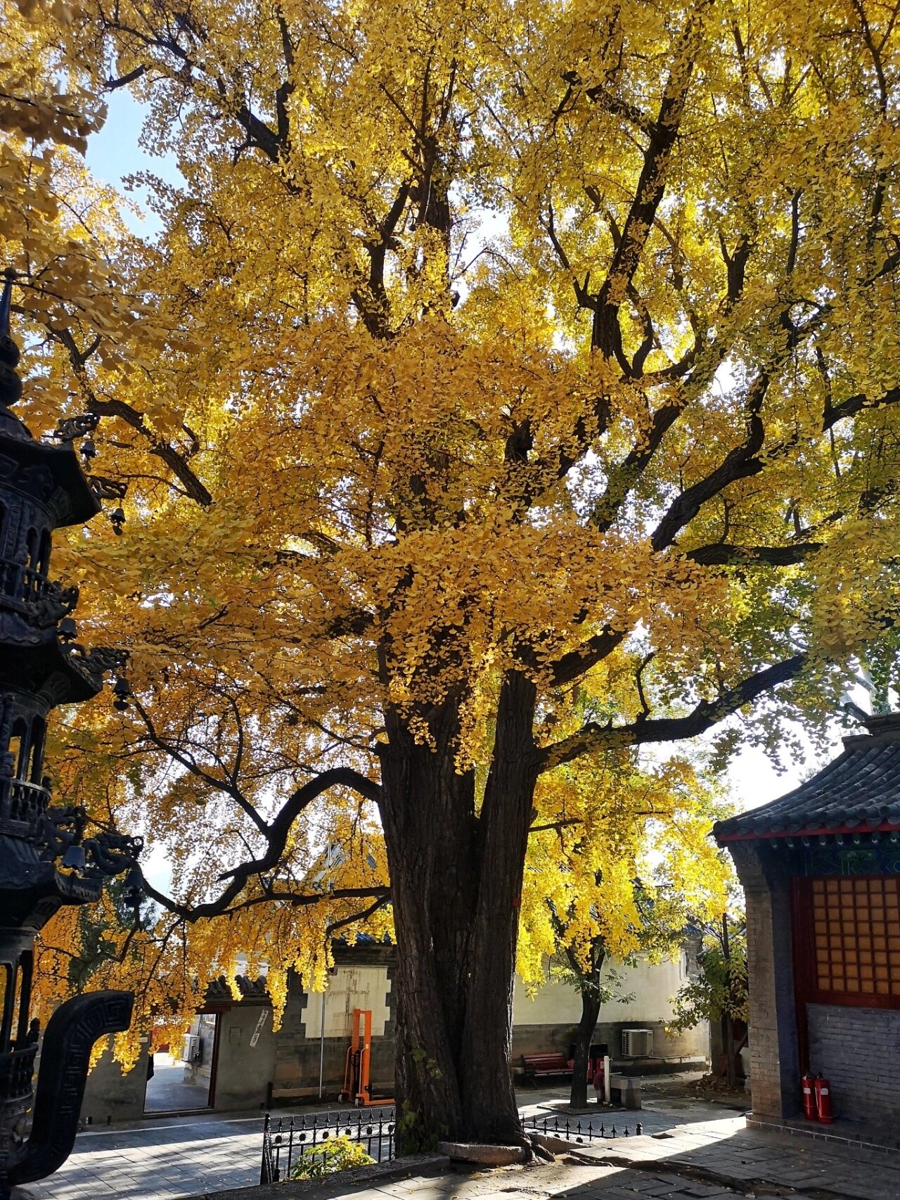 万岁!北京秋天 昌平和平寺千年古银杏