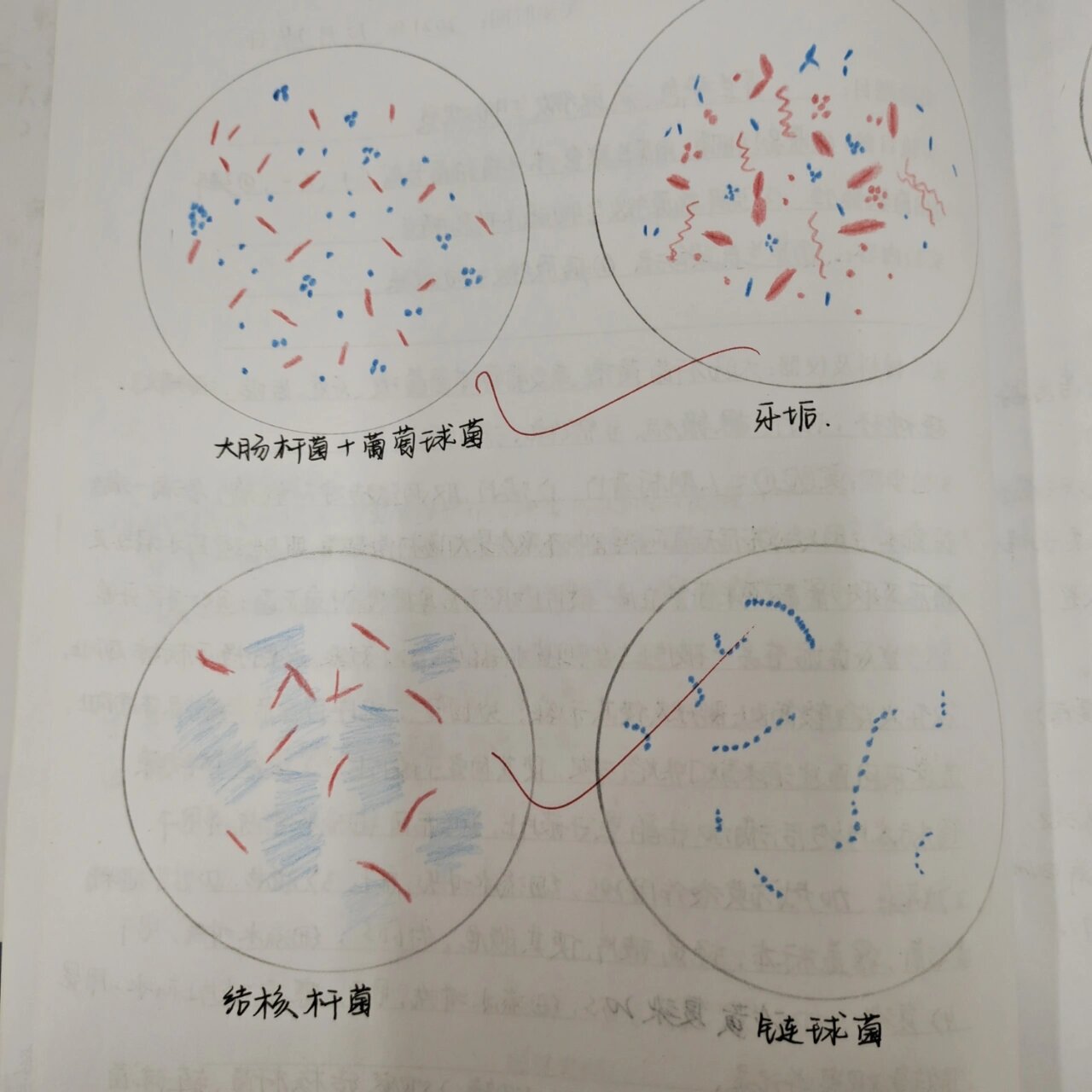 破伤风杆菌红蓝铅笔图片