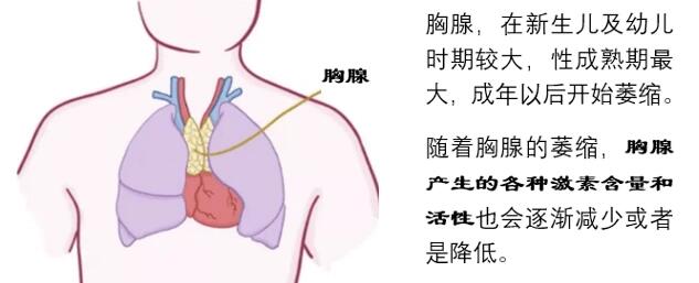 美国超声执照考试ardms备考知识点分享 新生儿正常胸腺98 	 71