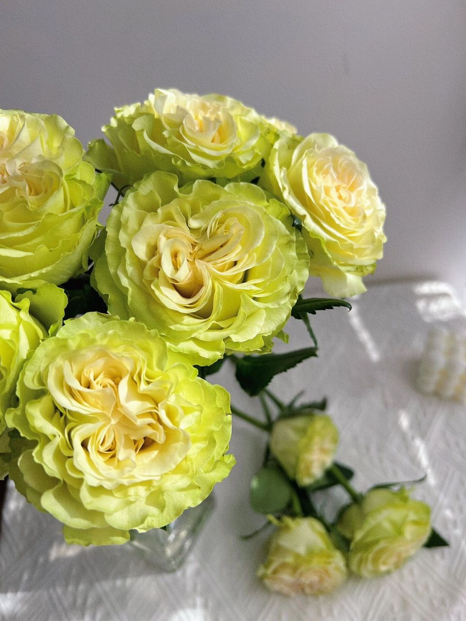 鲜花分享|琉璃翠玫瑰 琉璃翠,肯玫引进品种,是独特的绿色系玫瑰.