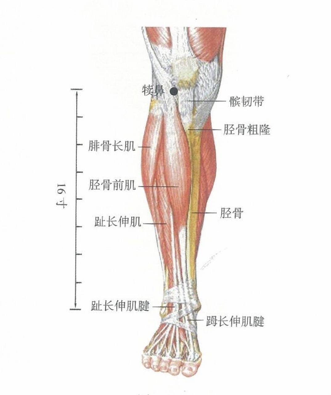 犊鼻的准确位置图作用图片