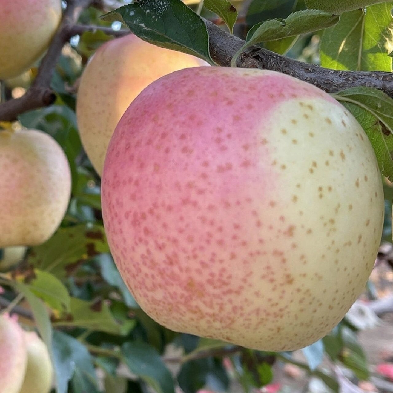 忘不掉的味蕾记忆,大连王林苹果.