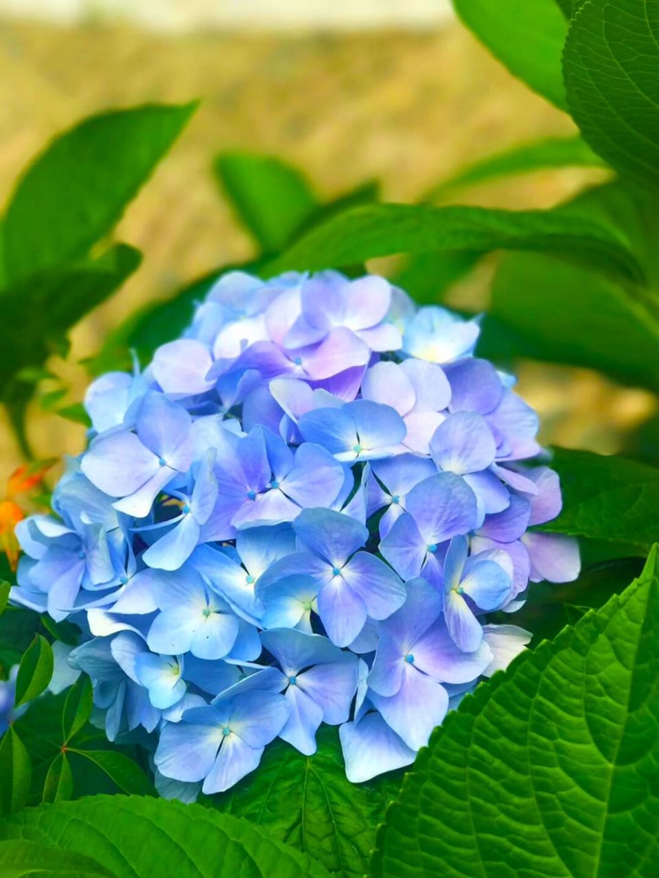 2,白色:白色绣球花的花语是希望,能给人带来希望.