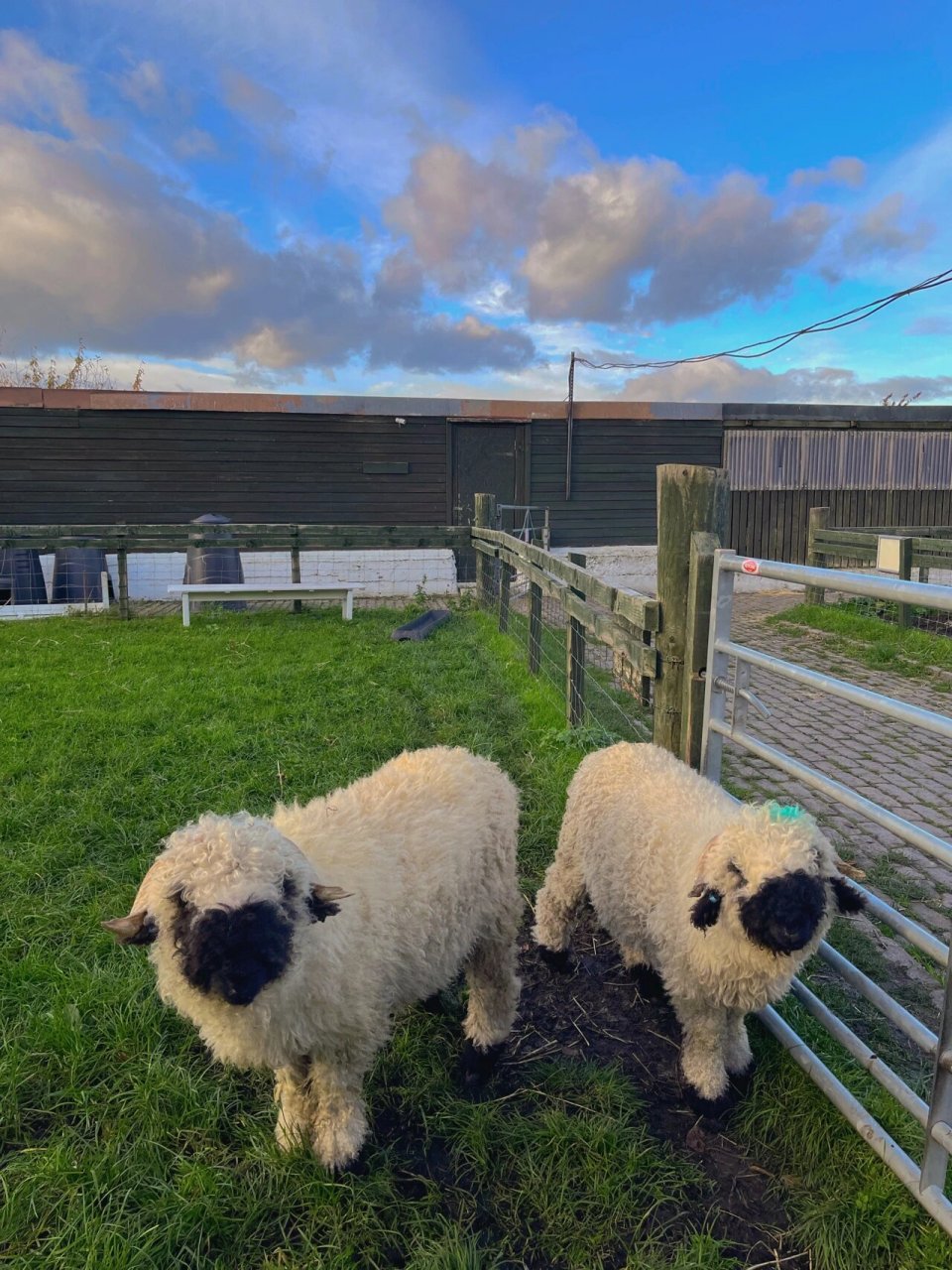 苏格兰黑脸羊  这个也是我 97 观羊地址:见定位 (里面还有牛/鸡