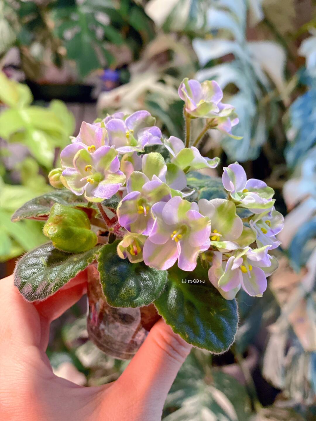 我终于又养爆花了一颗非洲堇 这颗品种是emerald love sport 301