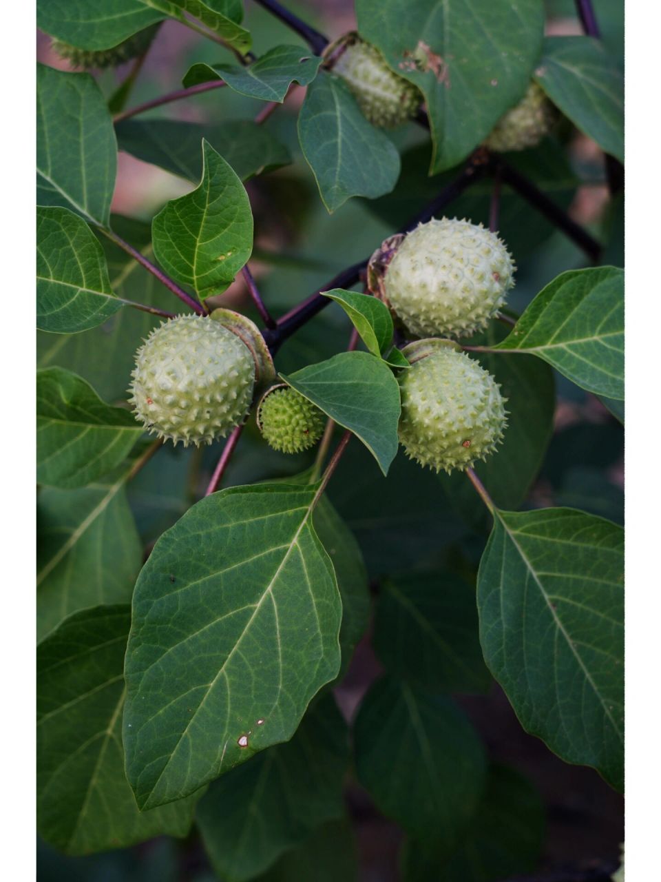 曼陀罗蒴果|洋金花 曼陀罗,也称洋金花等,茄科曼陀罗属草本或半灌木